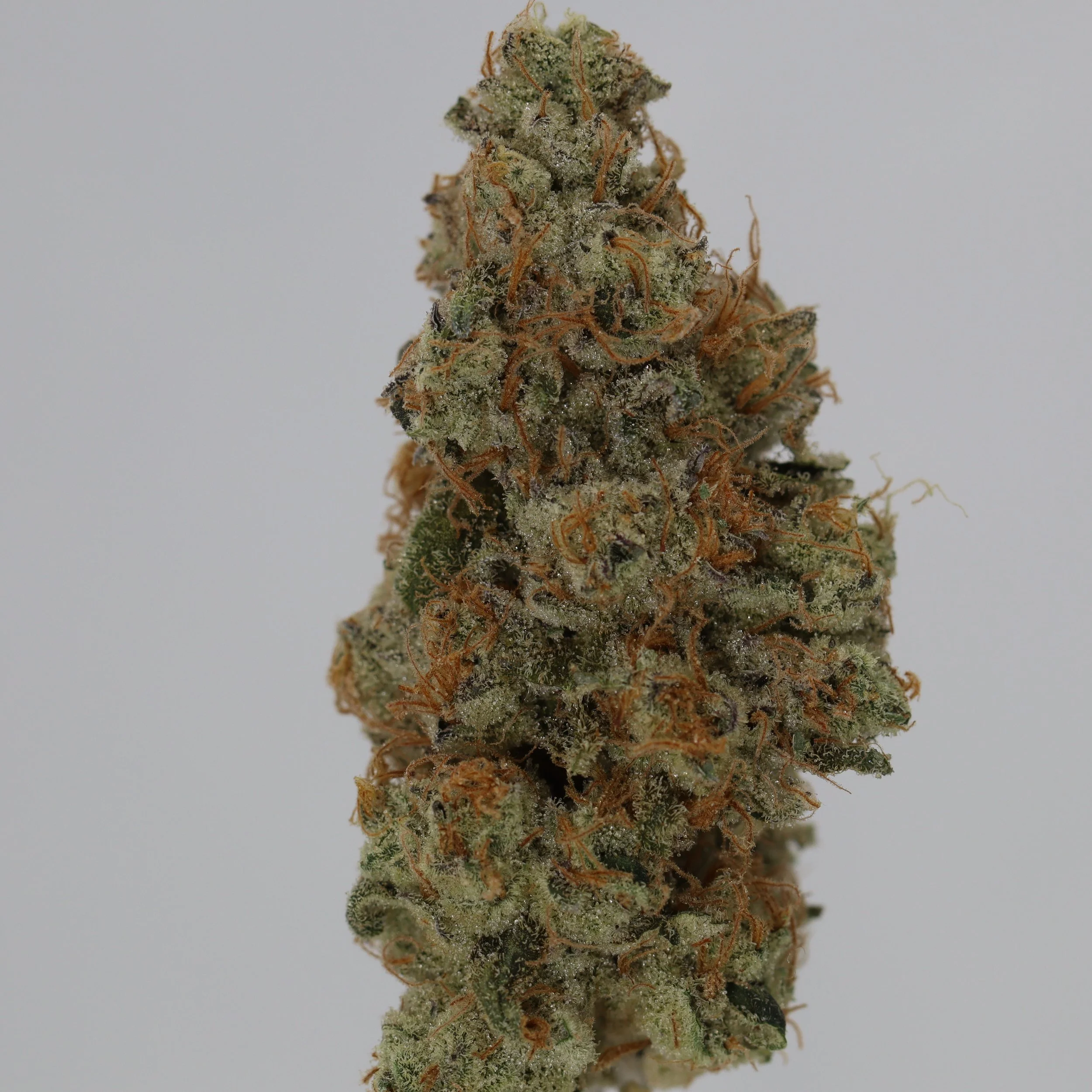   Independence Farm  Crazy Composer    
  Mule Fuel  
  (GMO x Lurch)   [Thug Pug Genetics]  
 $30 - 1/8
 
$60 - 1/4
 
$110 - 1/2
 
$210 - Full
 