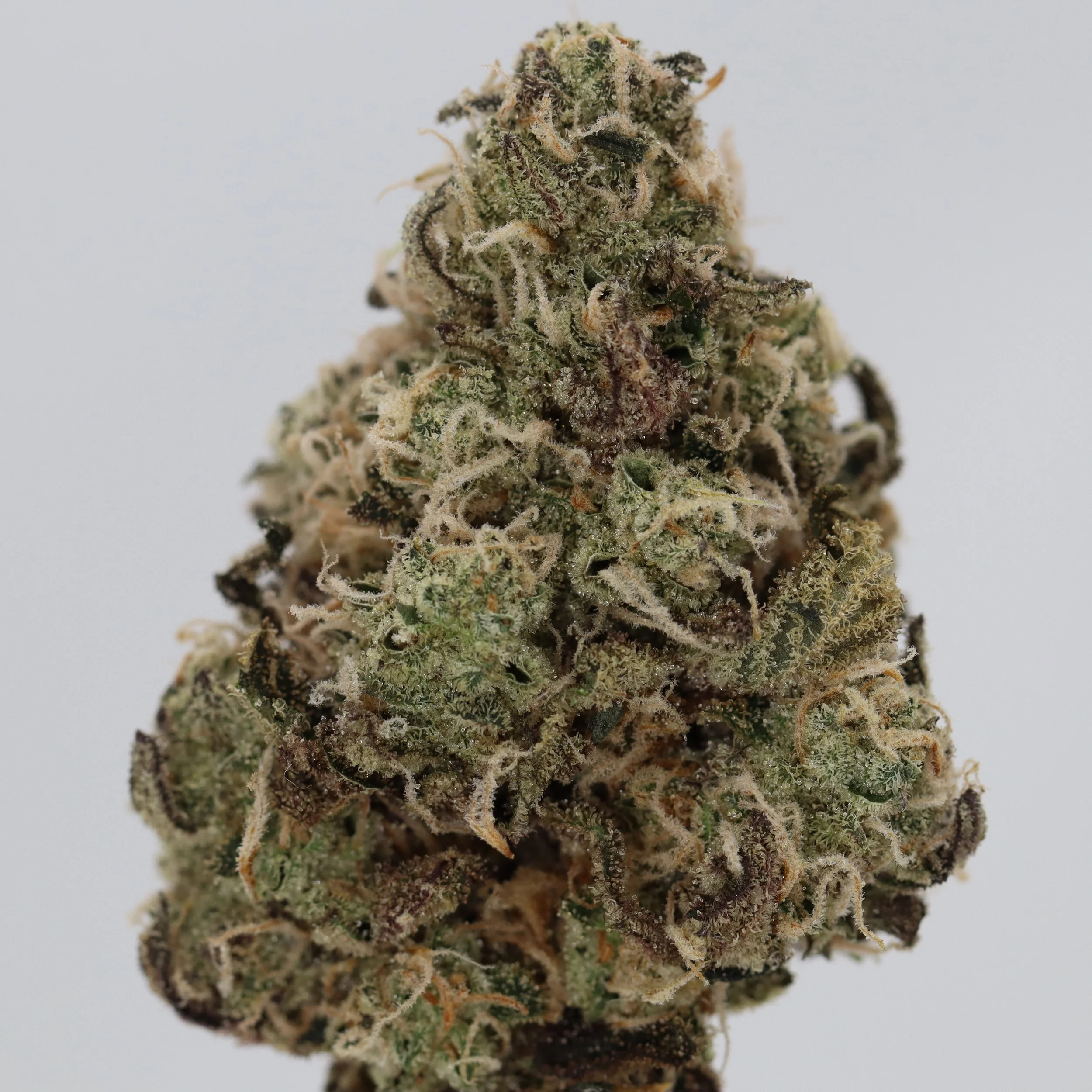   Funk House Farm  
  Apehangers OG  
  (Gorilla Glue #4 x Bikers OG)  
 $30 - 1/8
 
$60 - 1/4
 
 $110 - 1/2   $100- 1/2 
 
 $200 - Full   $180 - Full 
 