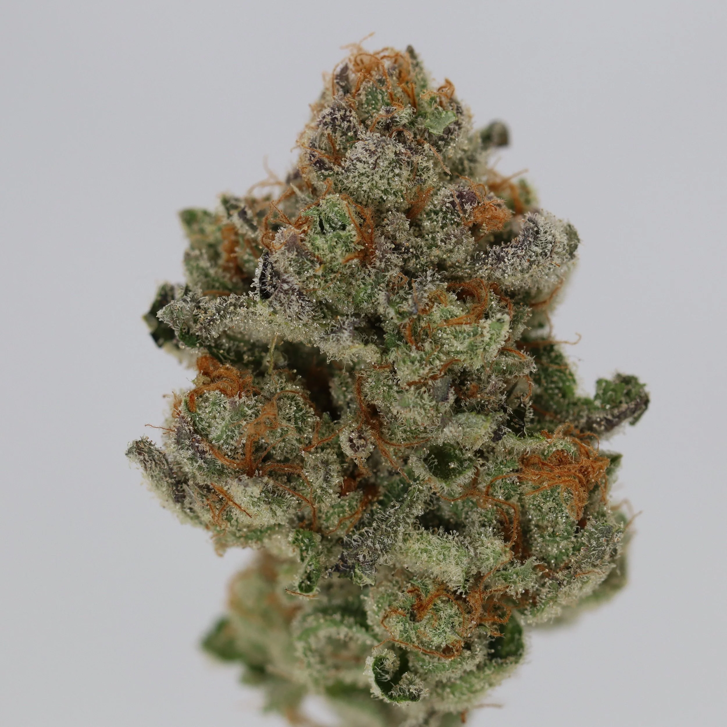   Fuzzy Roots Organics  
  Dirty Grapefruit  
  (Sundae Brunch x Mimosa)  
 $30 - 1/8
 
$60 - 1/4
 
$110 - 1/2
 
$210 - Full
 
