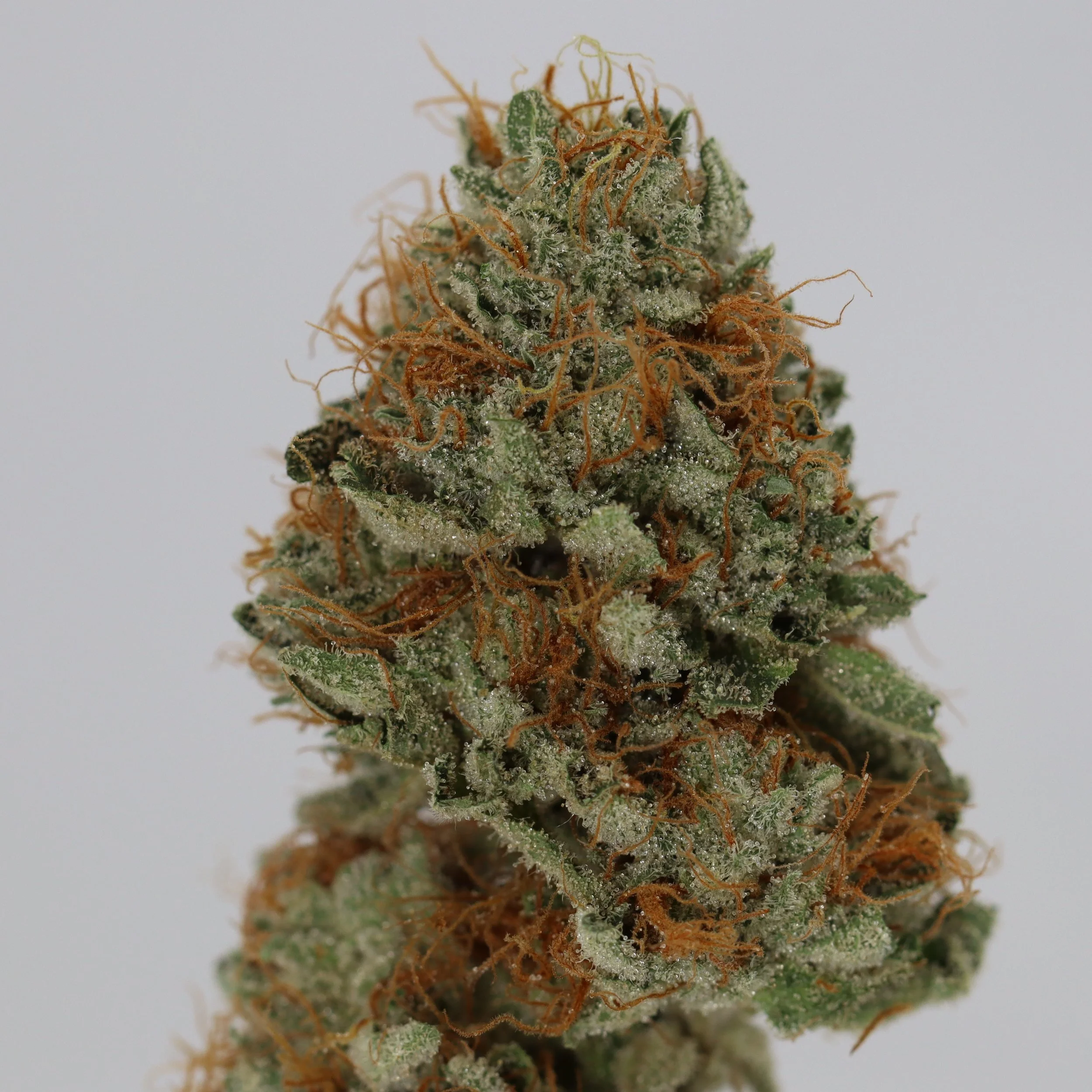   IPK  
  Z Dubb  
  (Zkittlez x Sour Dubb)   
 $30 - 1/8
 
$60 - 1/4
 
$110 - 1/2
 
$210 - Full
 