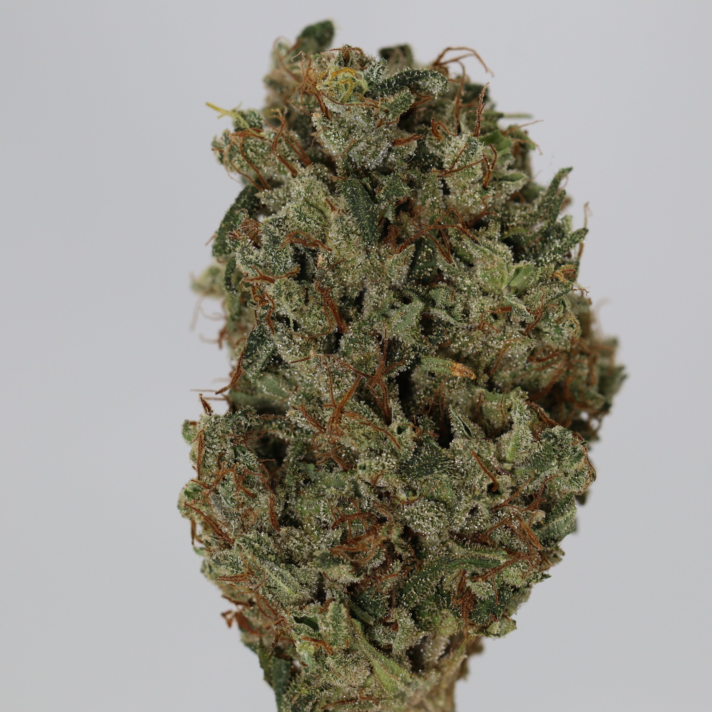   Small Barn Farms  
  Shire  
  (Super Silver Haze x Sour Diesel)  
 $30 - 1/8
 
$60 - 1/4
 
$110 - 1/2
 
$200 - Full
 
