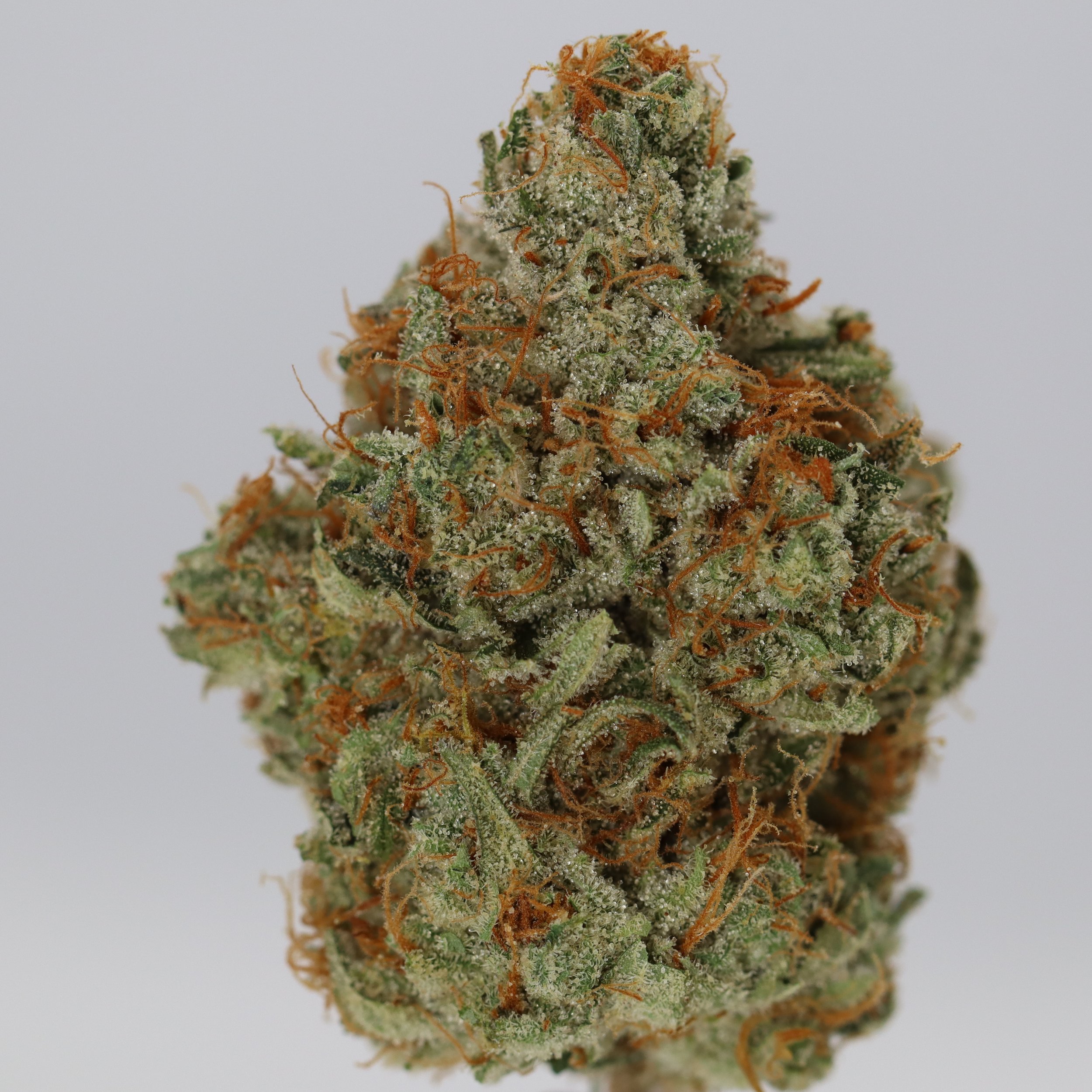   Weaving Genetics  
  Molotov Skunk Tale  
  (Mimosa x Blueberry Super Skunk)  
 $30 - 1/8
 
$60 - 1/4
 
 $110 - 1/2
 
$210 - Full 
 