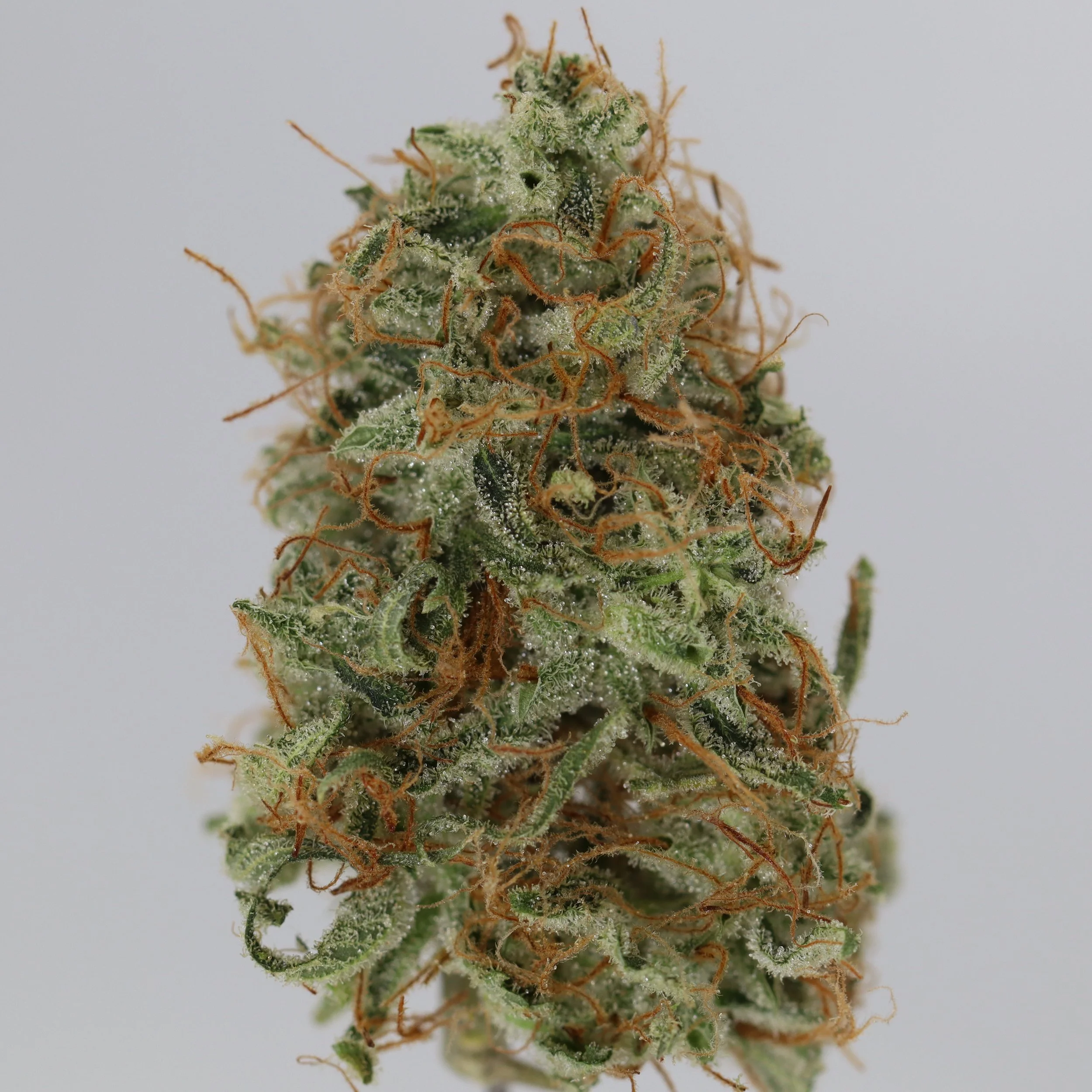   Brazen Earthworx  
  Salmon Universe #19  
  (Durban Universe x (Bubblegum Haze x Salmon River OG))   
 $30 - 1/8
 
$60 - 1/4
 
 $110 - 1/2
 
$210 - Full 
 