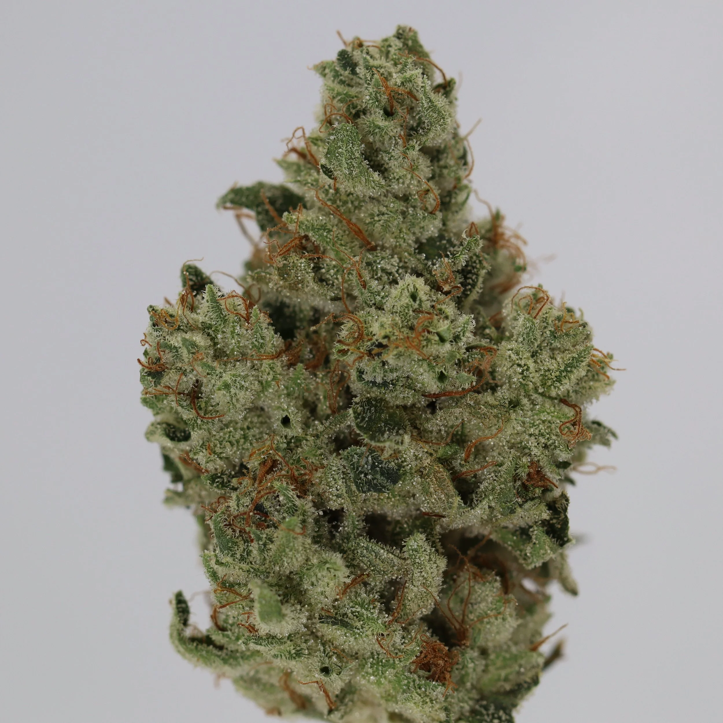   IPK  
  GG4  
  ((Sour Dubb x Chem Sis) x Chocolate Diesel)  
 $30 - 1/8
 
$60 - 1/4
 
$110 - 1/2
 
$210 - Full
 
