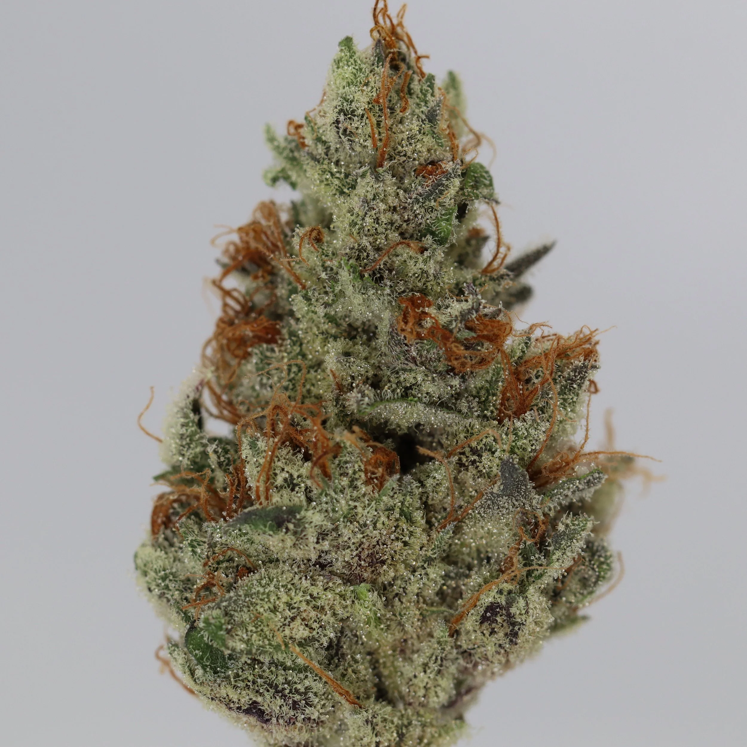   Brazen Earthworx  
  Bubblegum River  
  (Bubblegum Haze x Salmon River OG)   
 $30 - 1/8
 
$60 - 1/4
 
$110 - 1/2
 
$210 - Full
 