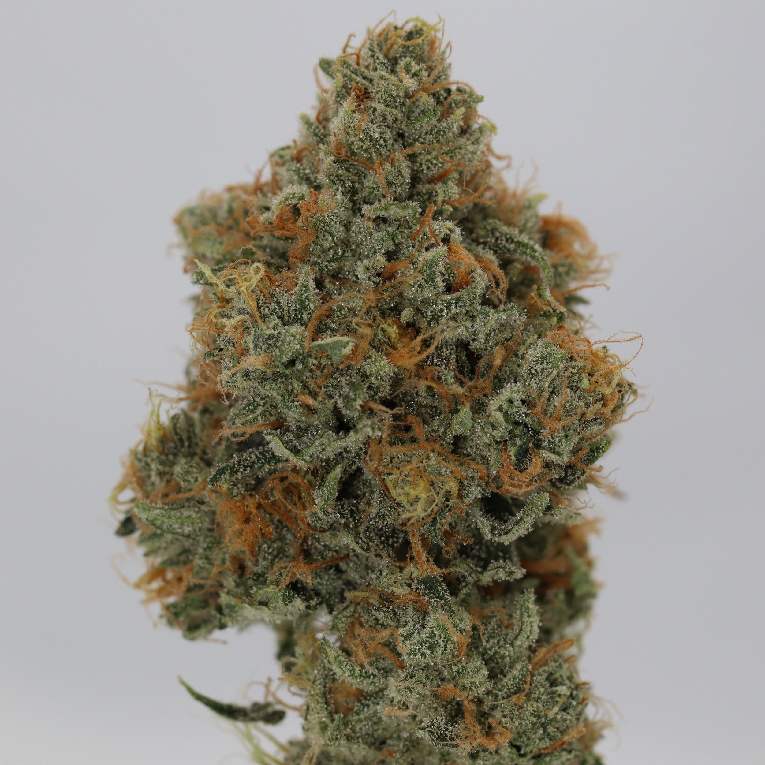   Faraway Farmstead  
  Toaster Strudel  
  (Huckleberry Space Queen x Topanga Banana)  
 $30 - 1/8
 
$60 - 1/4
 
$110 - 1/2
 
$200 - Full
 