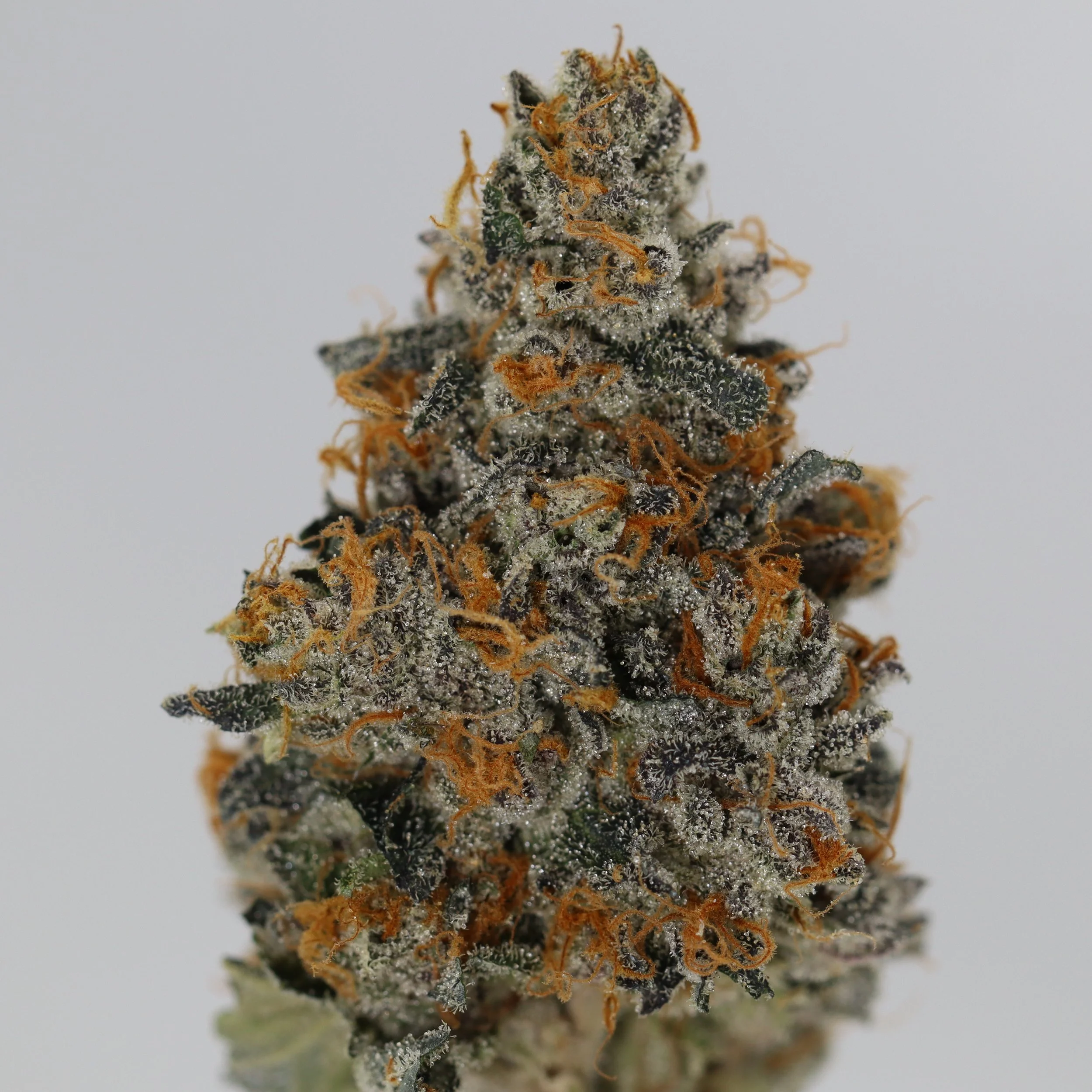   IPK  
  Bacio Gelato  
  (Sunset Sherbert x Thin Mint Cookies)   
 $30 - 1/8
 
$60 - 1/4
 
$110 - 1/2
 
$210 - Full 
