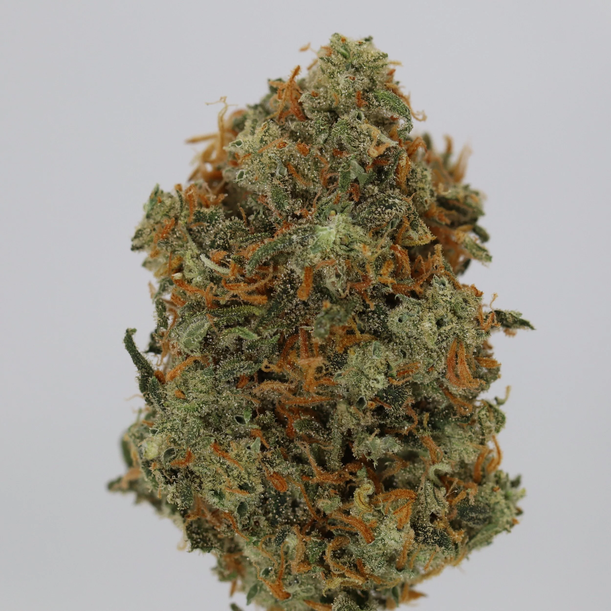   Weaving Genetics  
  Lemon Apollo  
  (Lemon G x Apollo Genius F13)  
 $30 - 1/8
 
$60 - 1/4
 
$110 - 1/2
 
$210 - Full
 