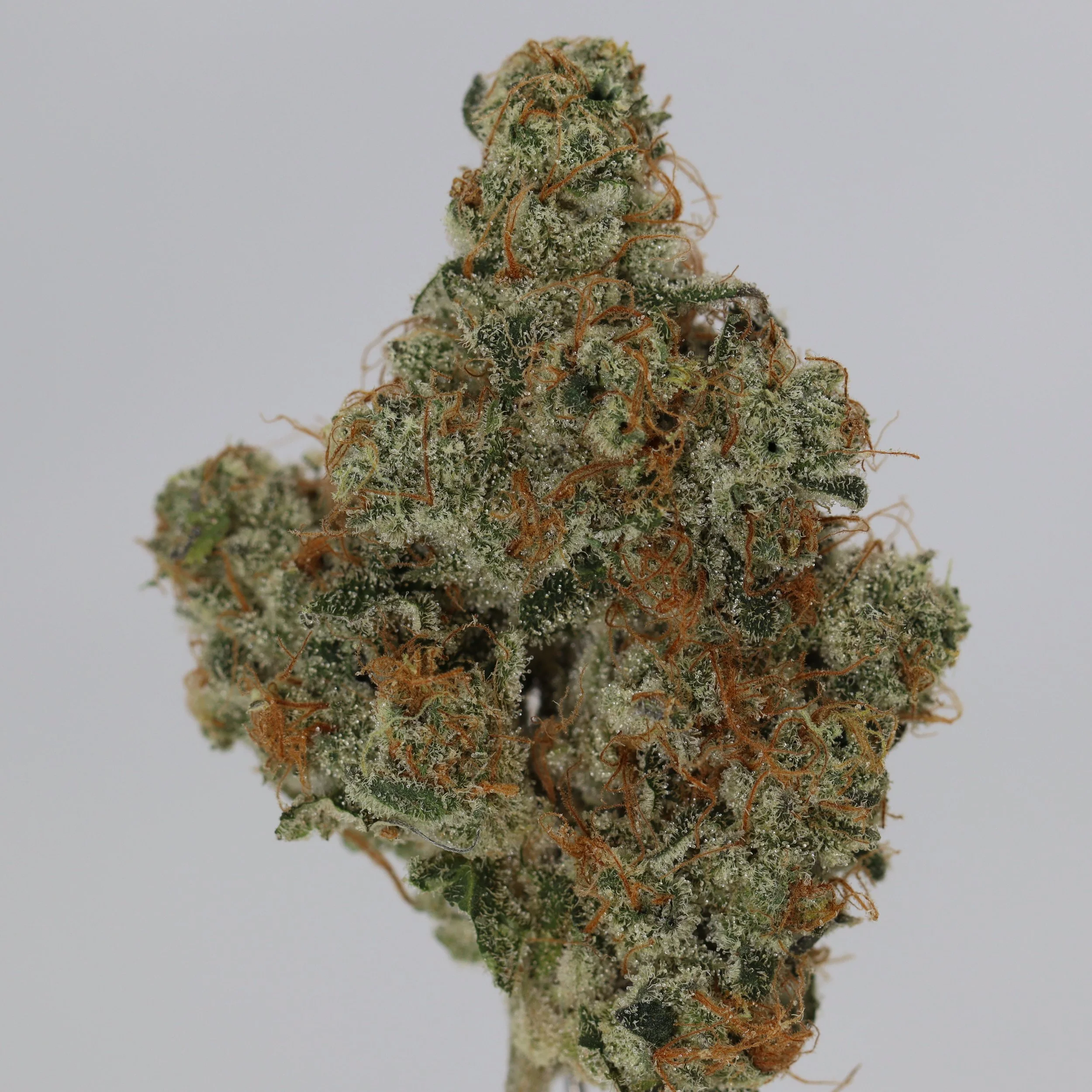   Small Barn Farms  
  Dog Walker  
  (Albert Walker OG x ChemD)  
 $30 - 1/8
 
$60 - 1/4
 
$110 - 1/2
 
$200 - Full
 