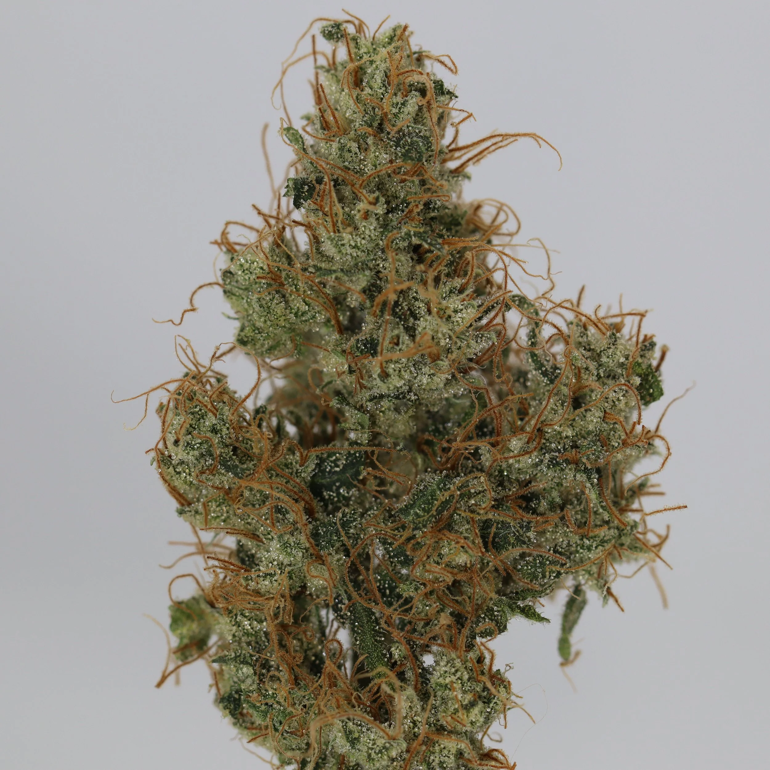   Black Fly Farms  
  Church  
  (Bandaid Haze 7 x A5 Mirakel)  
 $30 - 1/8
 
$60 - 1/4
 
 $110 - 1/2   $100- 1/2 
 
 $200 - Full   $180 - Full 
 