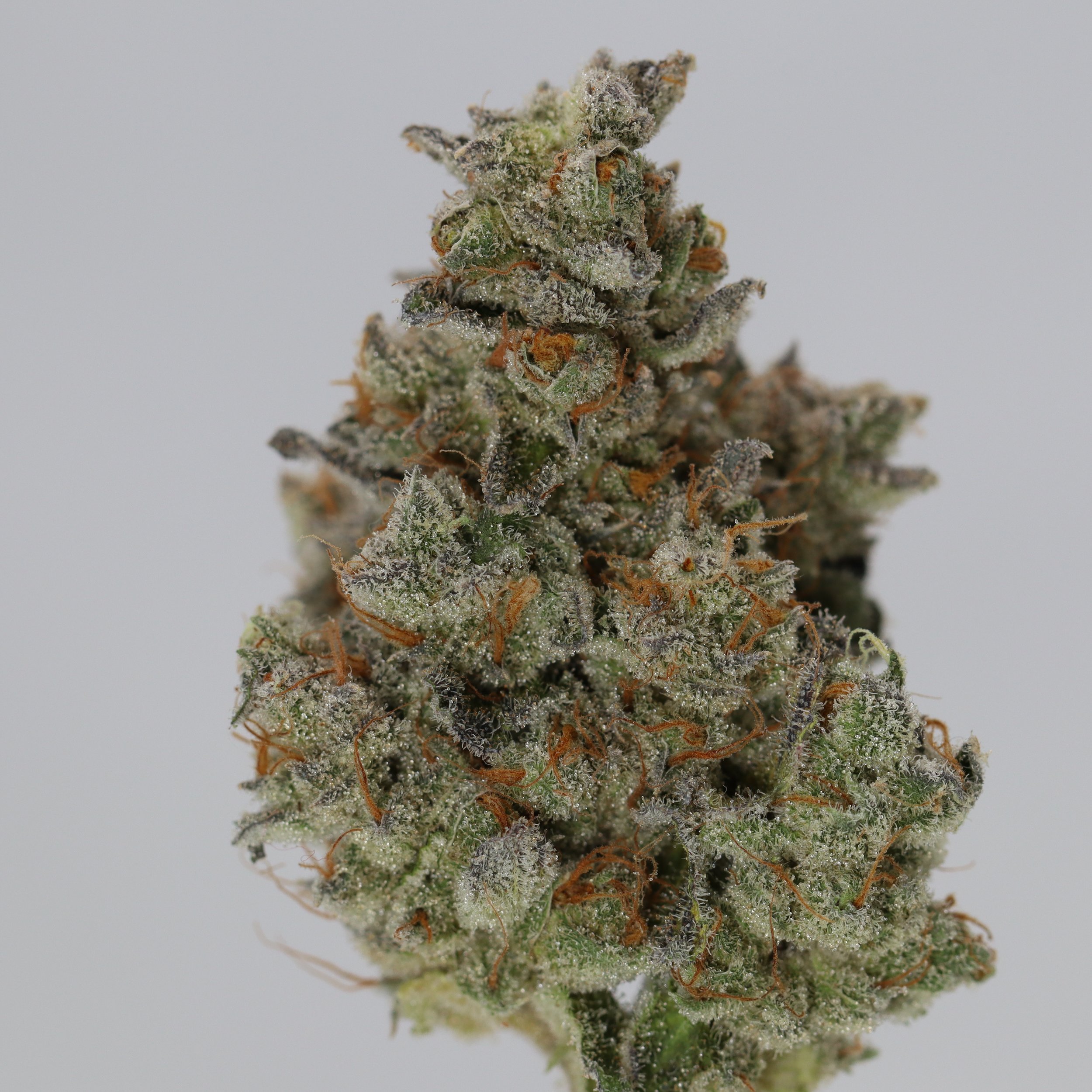   Fuzzy Roots Organics  
  Grabana  
  (Banana OG x Grape Cream Cake f2)  
 $30 - 1/8
 
$60 - 1/4
 
$110 - 1/2
 
$210 - Full
 