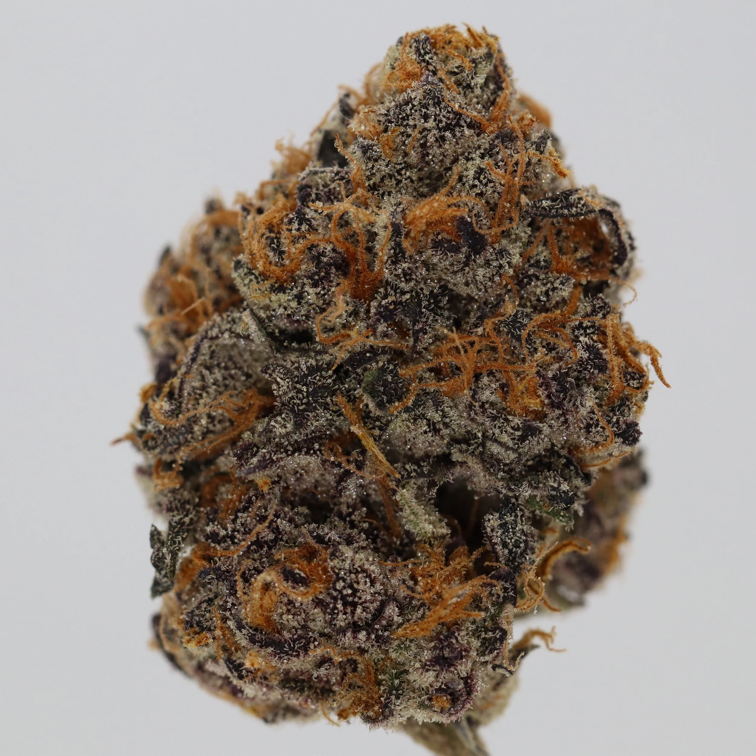   Funk House Farm  
  Cadillac Rainbows  
  (Runtz x Pure Michigan)  
 $30 - 1/8
 
$60 - 1/4
 
$110 - 1/2
 
$200 - Full
 