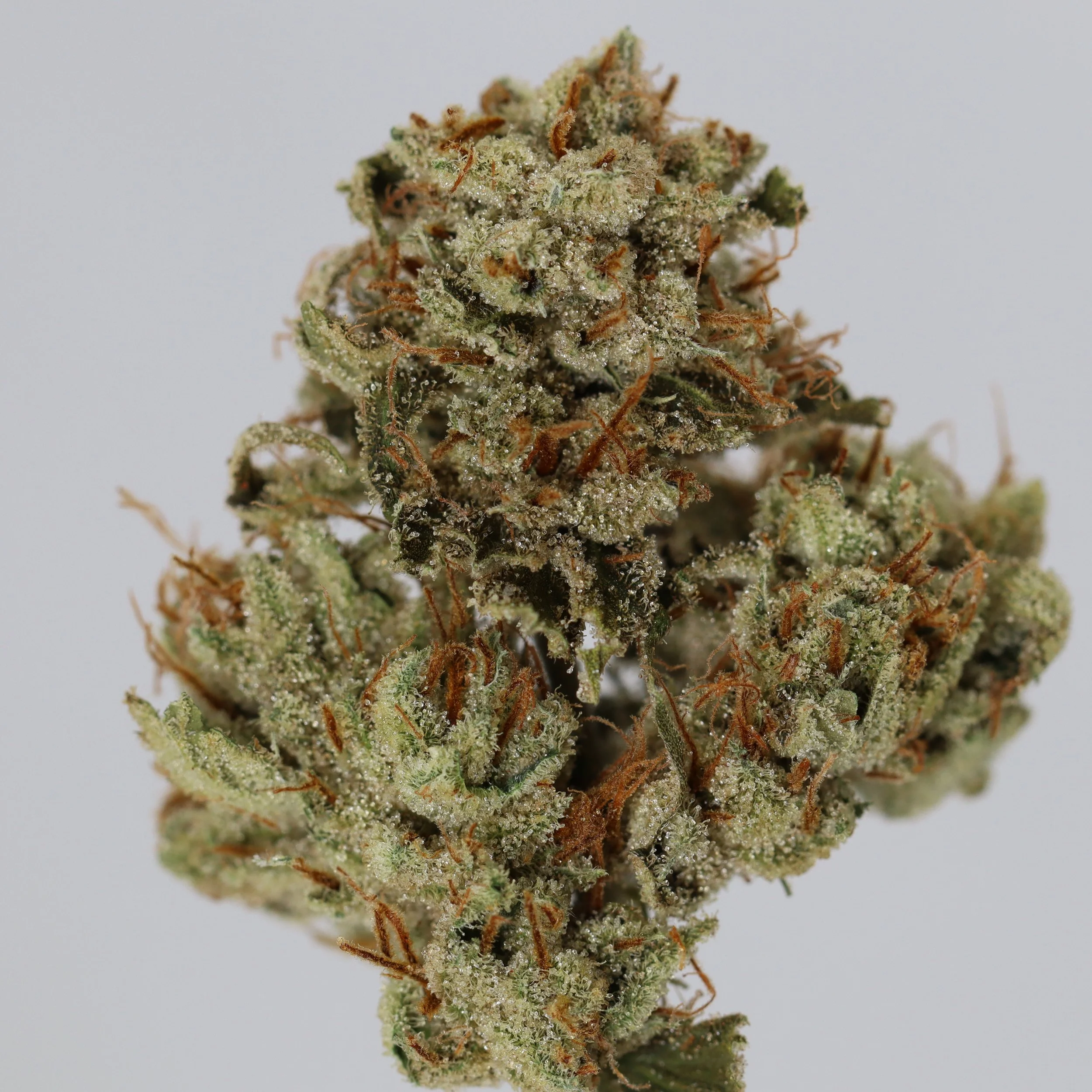   Independence Farm  Crazy Composer    
  Haley's Comet  
  (Piff S1)  
 $30 - 1/8
 
$60 - 1/4
 
$110 - 1/2
 
$210 - Full
 