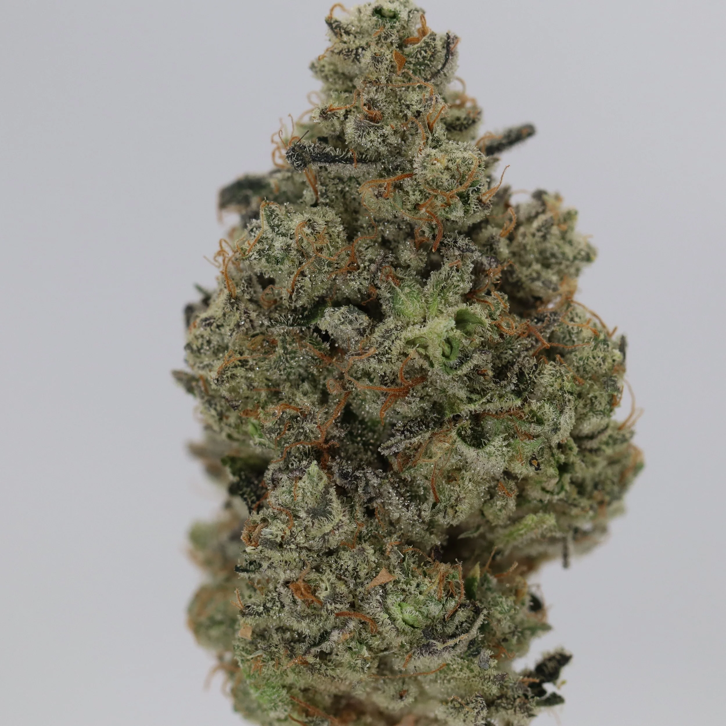   Ryder Farms  
  First Class Funk  
  (GMO x Jet Fuel Gelato)   
 $30 - 1/8
 
$60 - 1/4
 
$110 - 1/2
 
$210 - Full
 