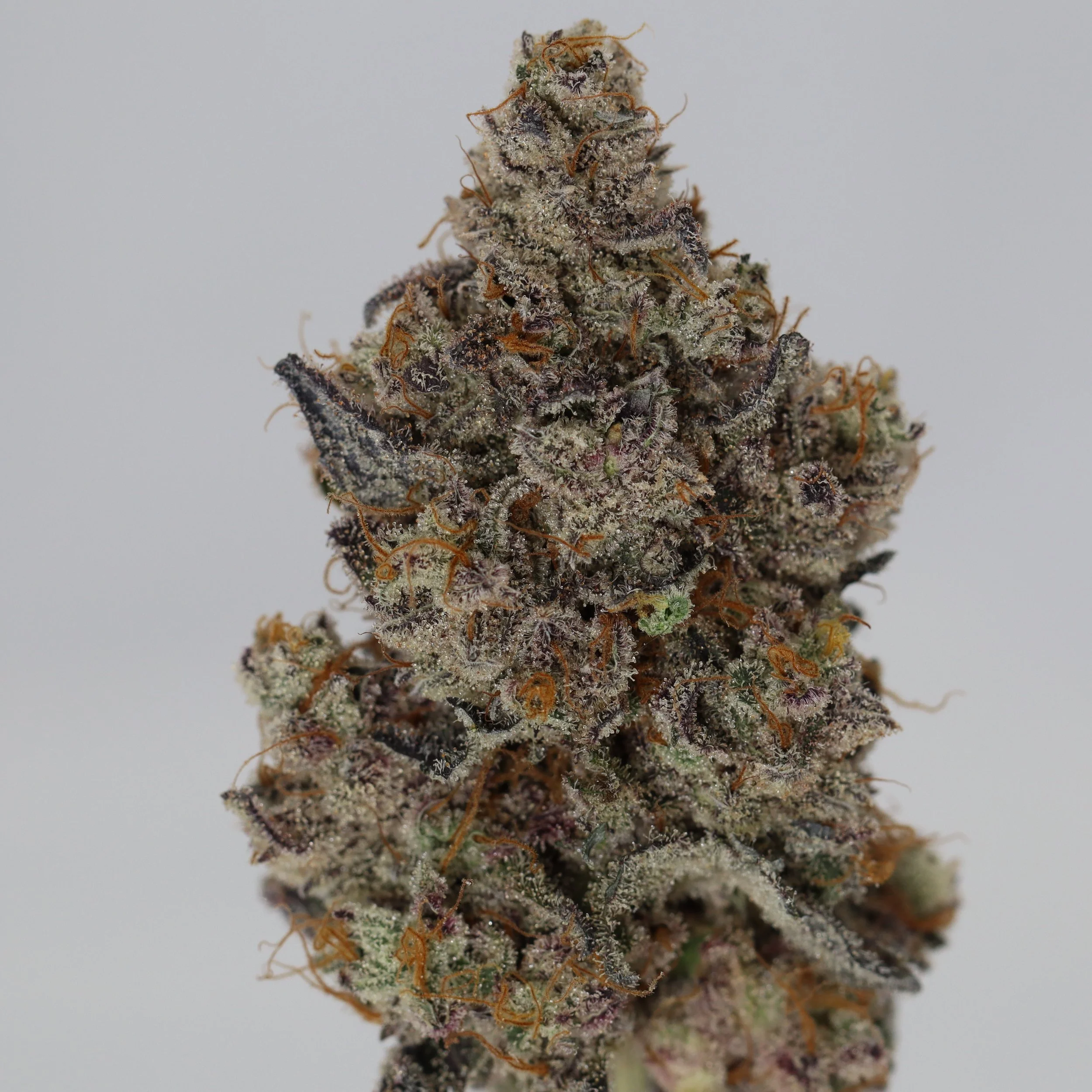   Ryder Farms  
  Trich Beast  
  (Bahama Mama x Giggle Gas)  
 $30 - 1/8
 
$60 - 1/4
 
 $110 - 1/2   $100- 1/2 
 
 $210 - Full   $200 - Full 
 