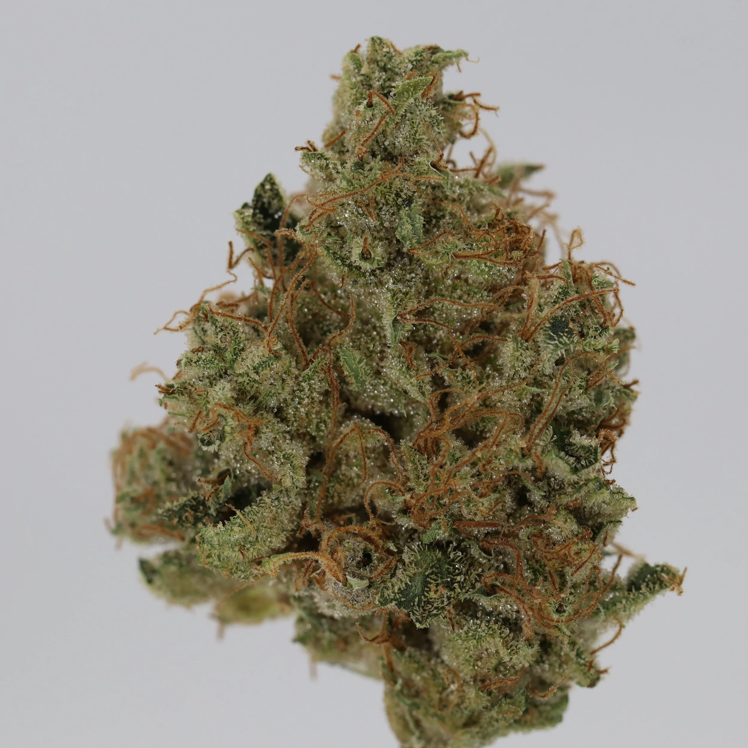   Dialed In Farms  
  Deebo Skunk Haze  
  ((Soma's Diesel x Neville's Haze x Mango Haze) x (G13 x Super Skunk))  
 $30 - 1/8
 
$60 - 1/4
 
 $110 - 1/2   $100- 1/2 
 
 $210 - Full   $200 - Full 
 