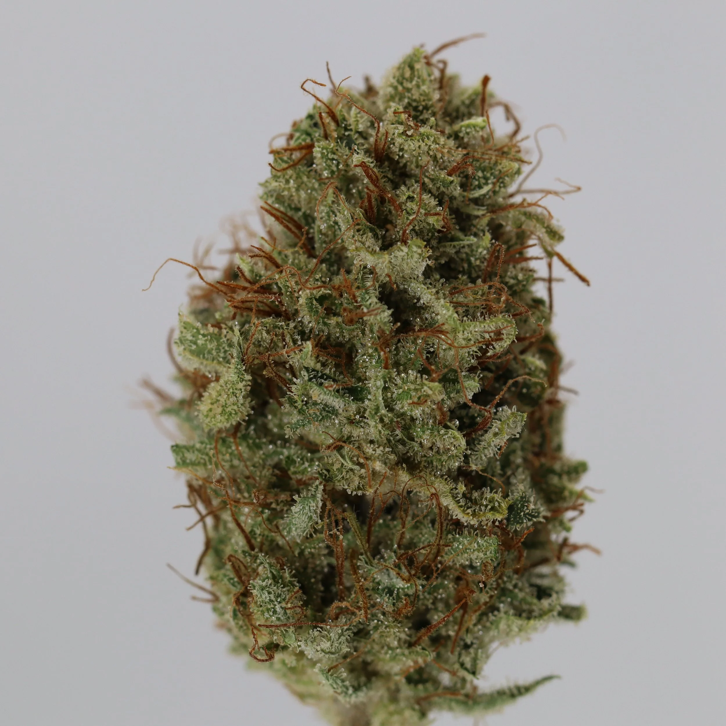 
  Moonfrog Farm  fka Walker Cannabis    
  Jamaican Pineapple Haze   
  (Jamaican Pineapple Skunk x Original Haze)   
 $30 - 1/8
 
$60 - 1/4
 
 $110 - 1/2   $100- 1/2 
 
 $200 - Full   $180 - Full 
 