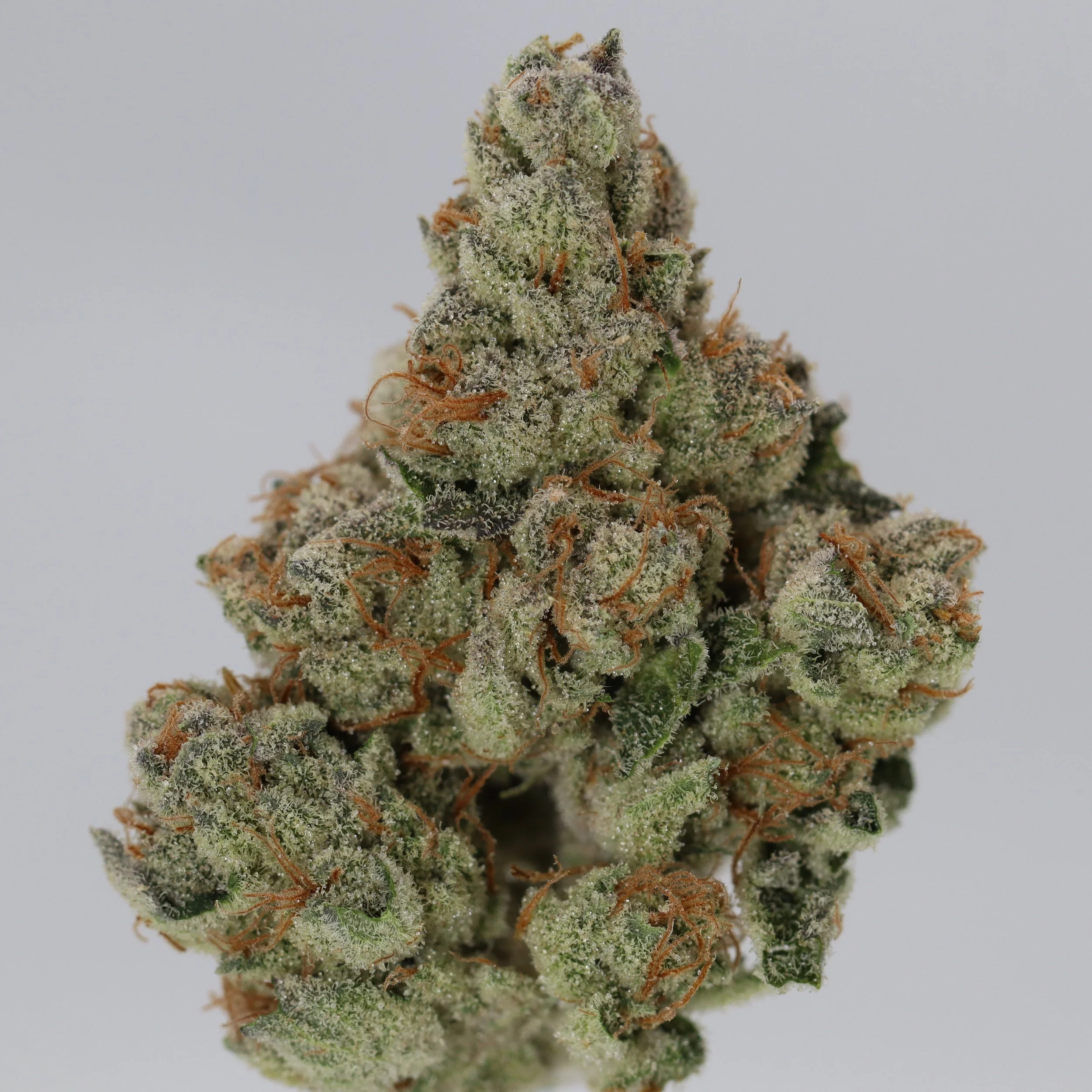   Independence Farm  Crazy Composer    
  Lemon Pie  
  (Amnesia Haze x Skunk #1)   [Leafs by Snoop]  
 $30 - 1/8
 
$60 - 1/4
 
$110 - 1/2
 
$210 - Full
 