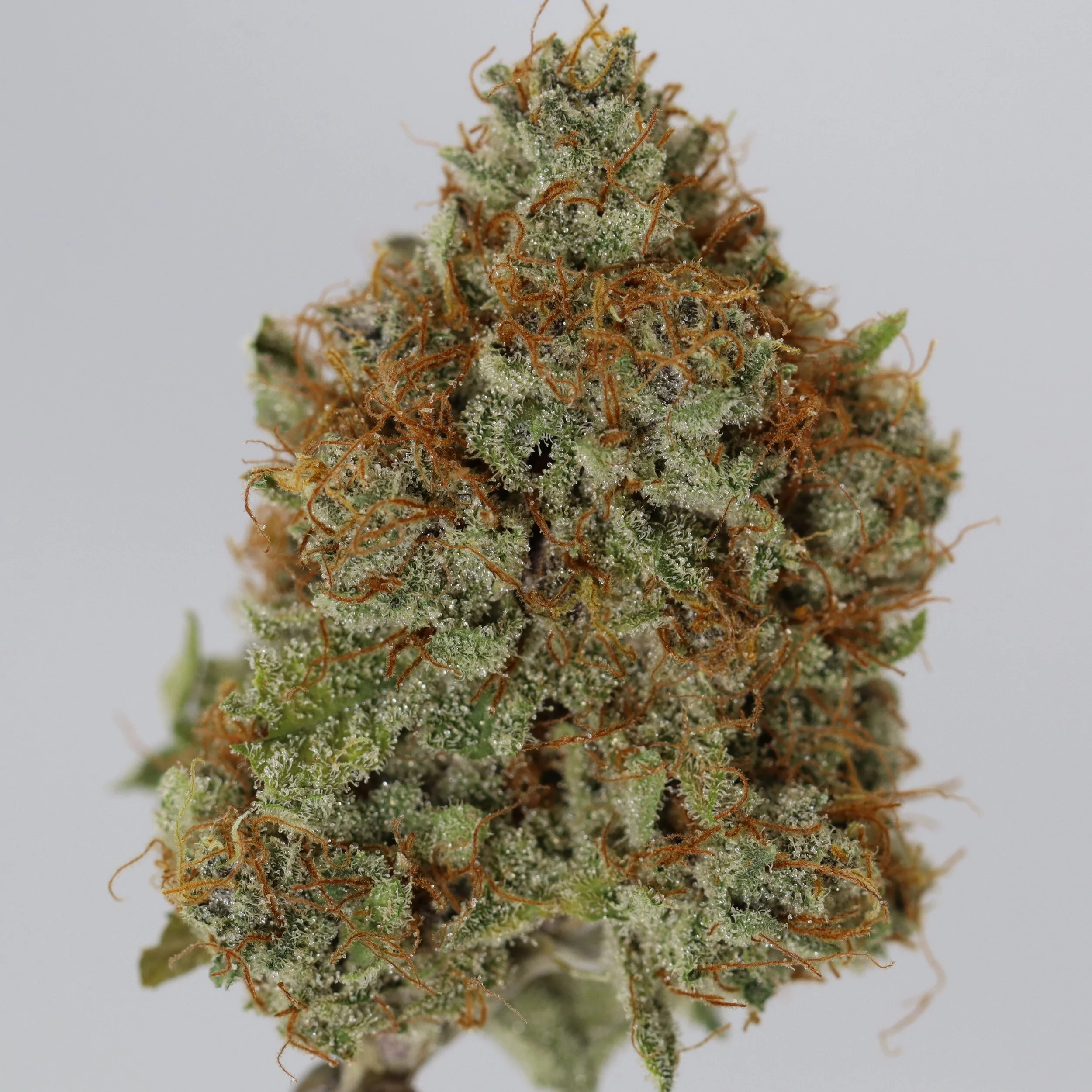   Pinehurst  
  Blueberry FPOG  
  (Humboldt Blueberry x Fruity Pebbles OG)  
 $30 - 1/8
 
$60 - 1/4
 
 $110 - 1/2   $100- 1/2 
 
 $200 - Full   $180 - Full 
 

