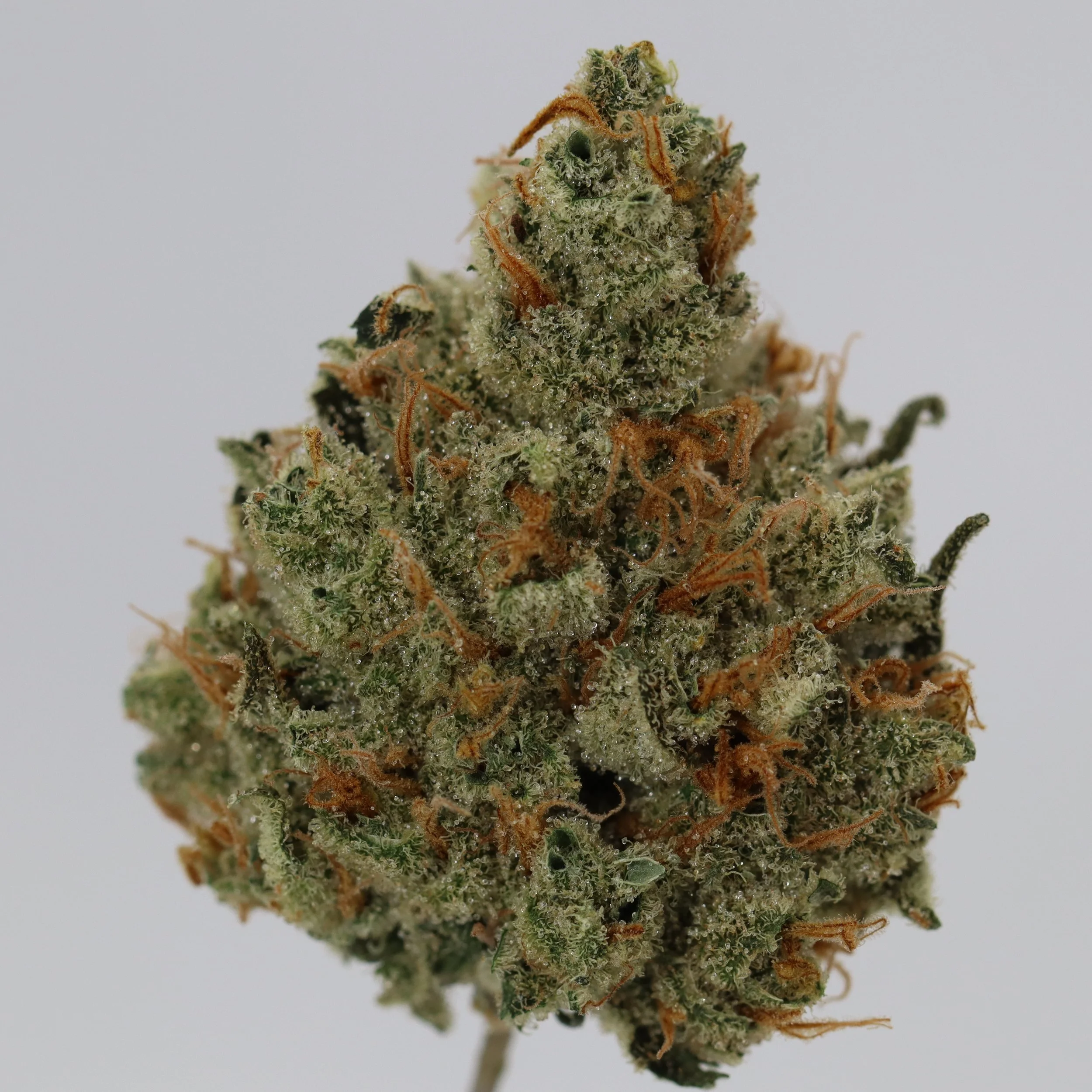   Independence Farm  Crazy Composer    
  1998 Super Silver Haze  
  ((Haze x Skunk #1) x Haze x NL5)   [Shantibaba's cut]  
 $30 - 1/8
 
$60 - 1/4
 
$110 - 1/2
 
$210 - Full
 