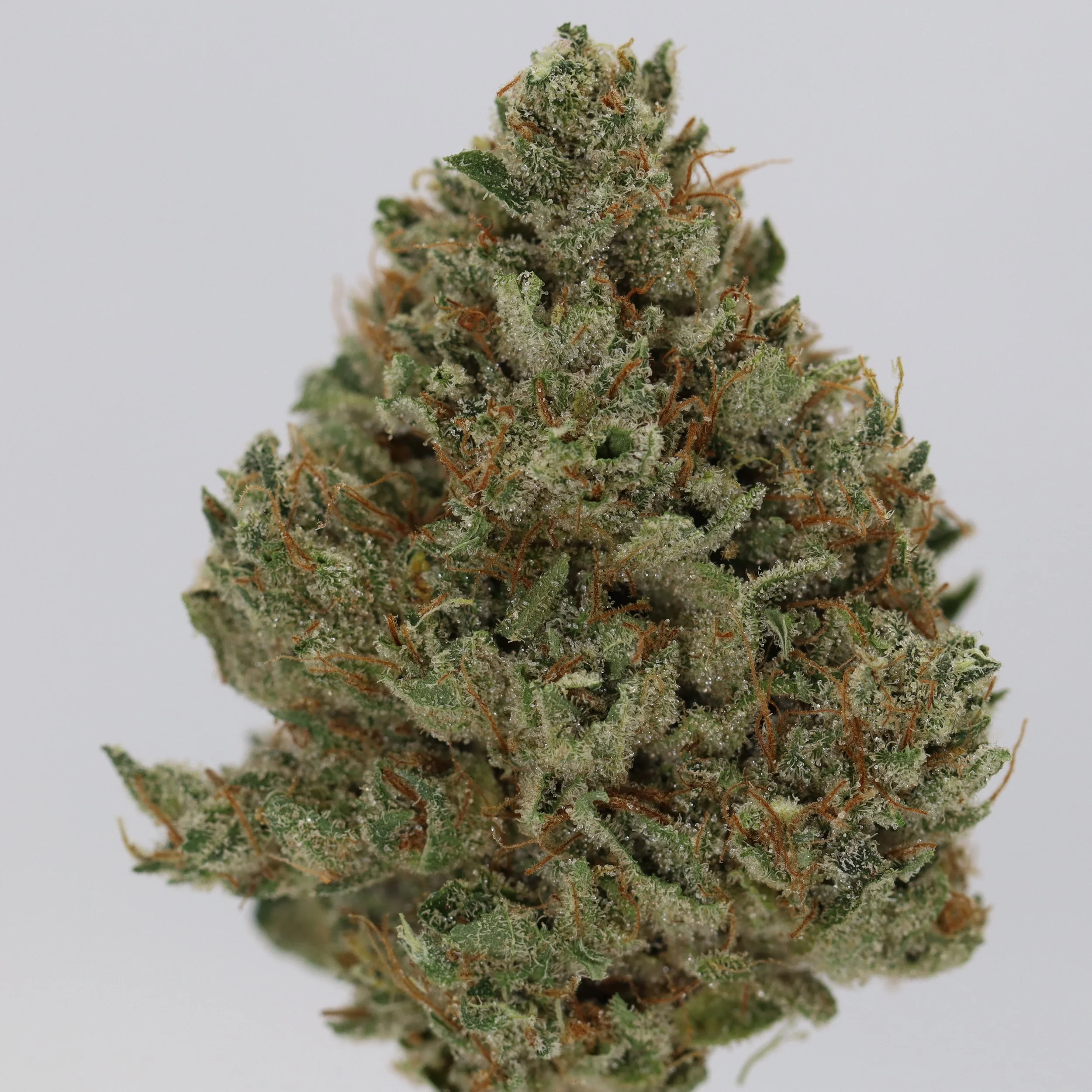   Small Barn Farms  
  Maple G Funk  
  (Maple Leaf Indica x G13)  
 $30 - 1/8
 
$60 - 1/4
 
$110 - 1/2
 
$200 - Full
 