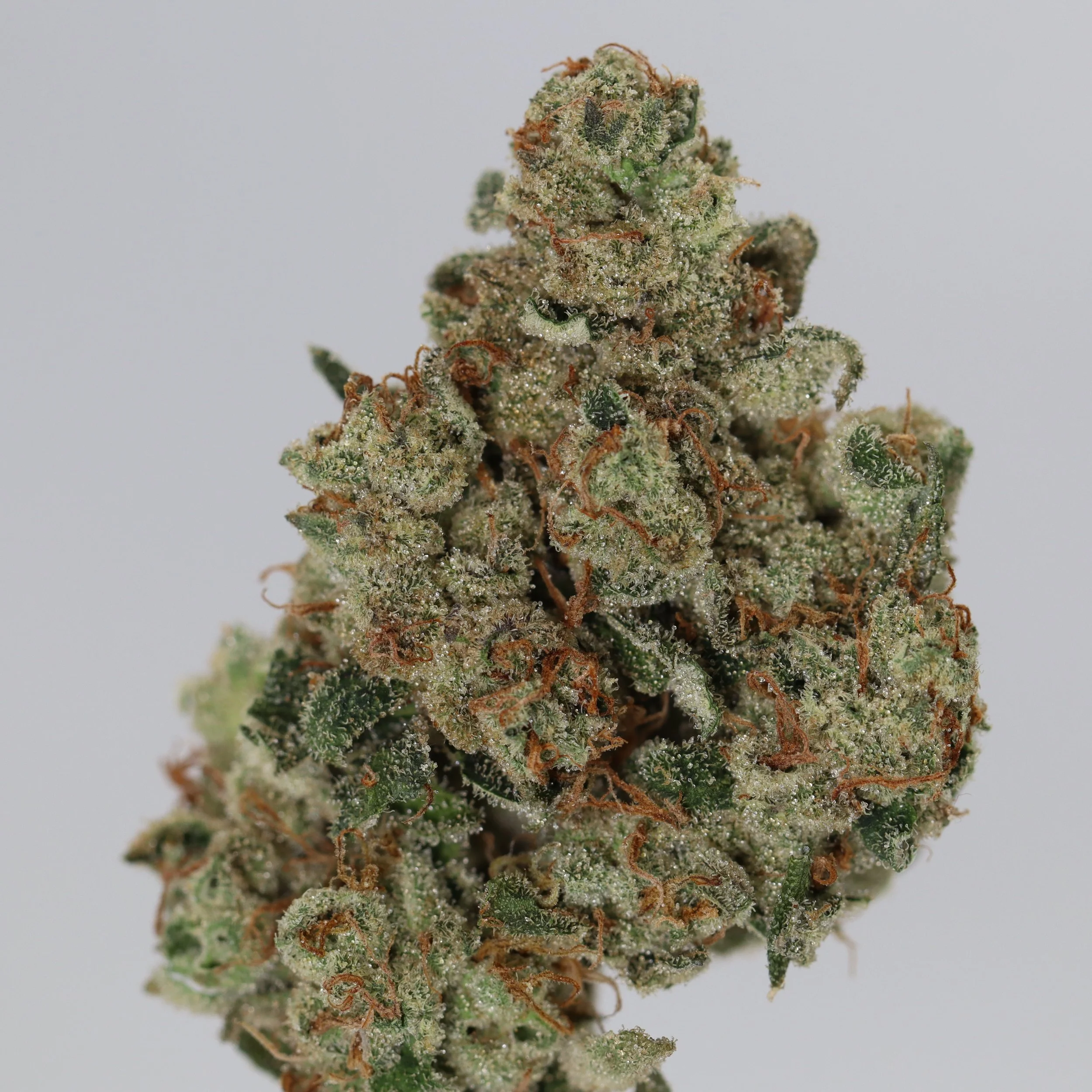   Independence Farm  Crazy Composer    
  Spritzer  
  (Runtz x (Grape Pie x MAC)  
 $30 - 1/8
 
$60 - 1/4
 
$110 - 1/2
 
$210 - Full
 

