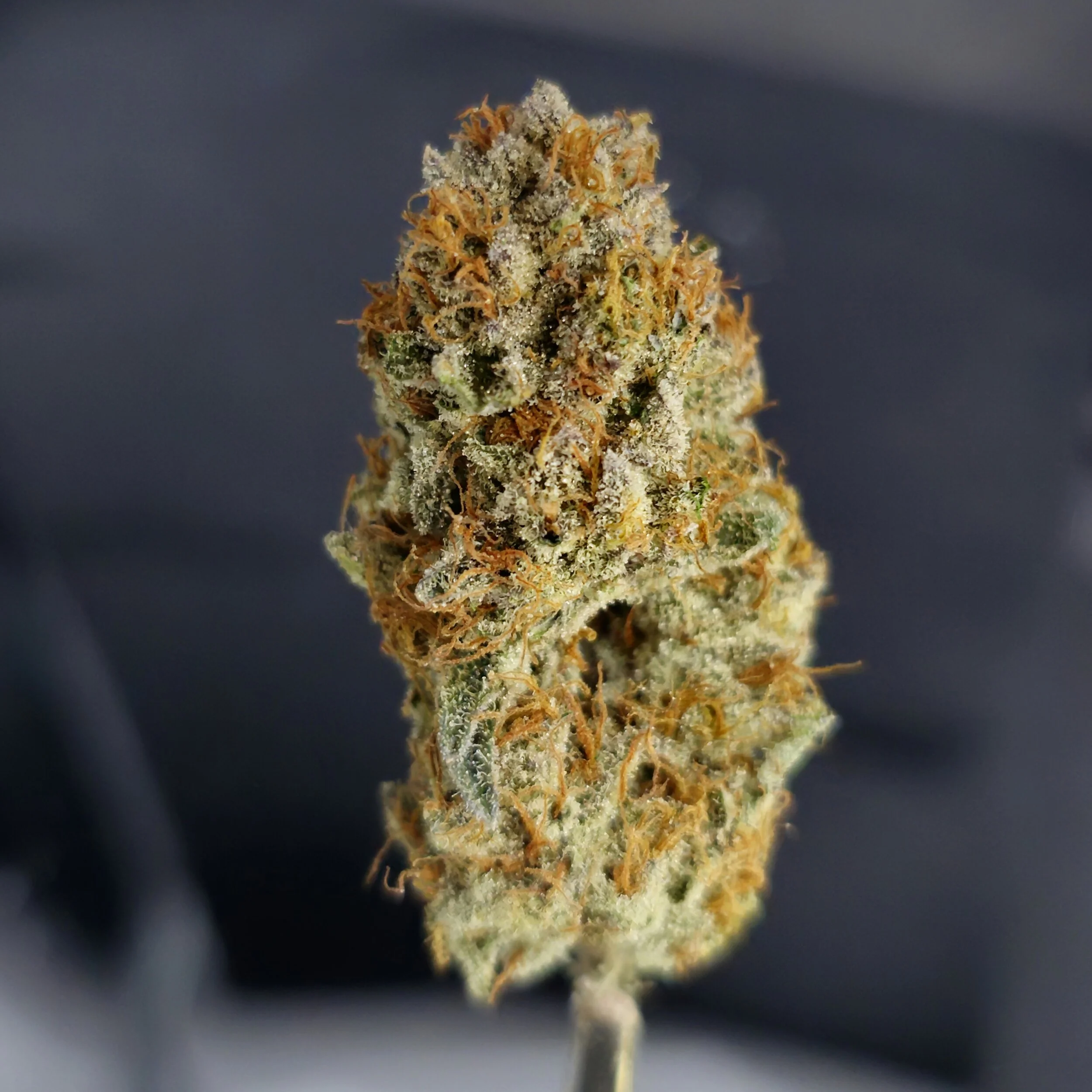 Flower — Clouded Valley Cannabis LLC