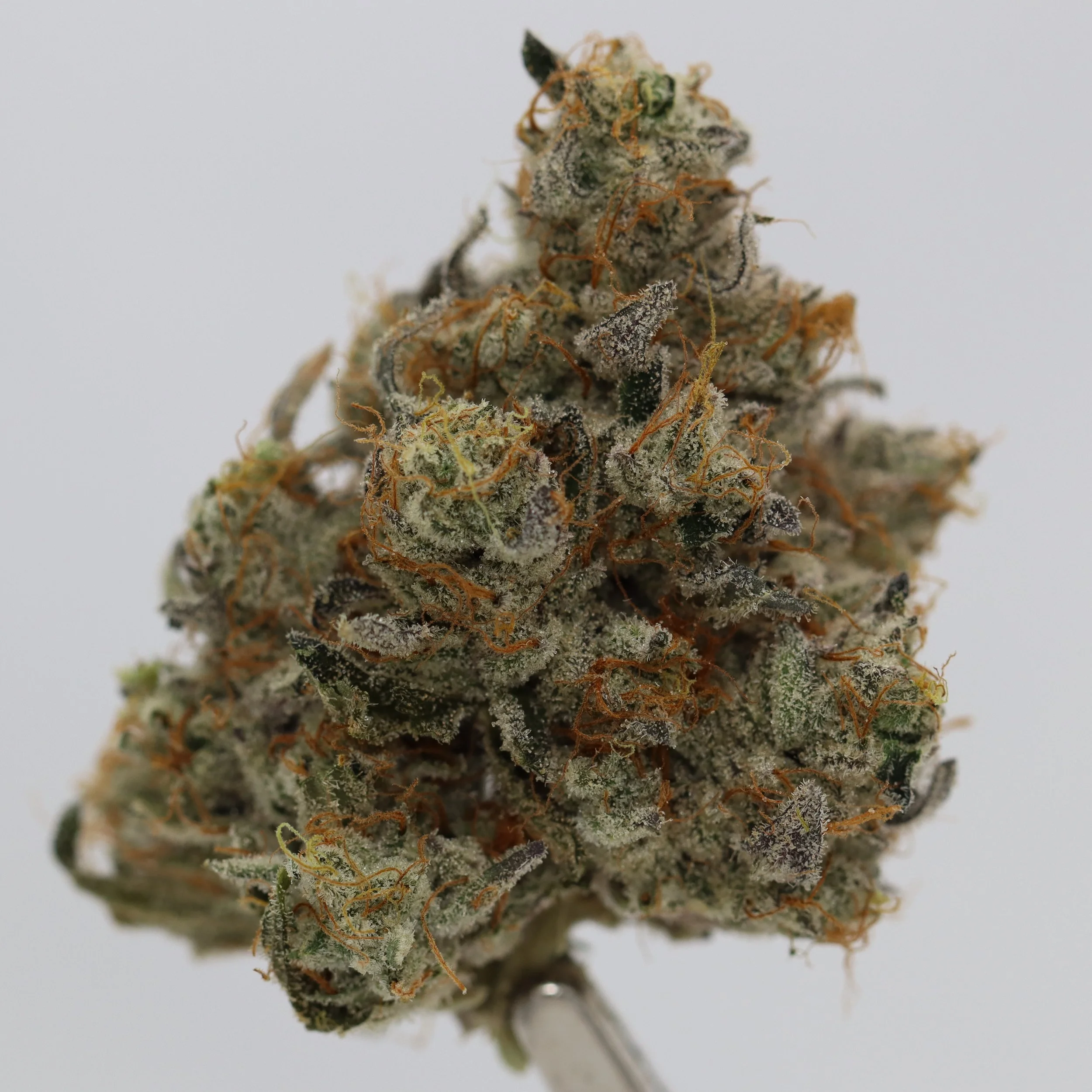   Firefly Organics  
  Secret Cookies  
  (Cherry Pie x Kush Mints 11)  
 $30 - 1/8
 
$60 - 1/4
 
$110 - 1/2
 
$210 - Full
 
