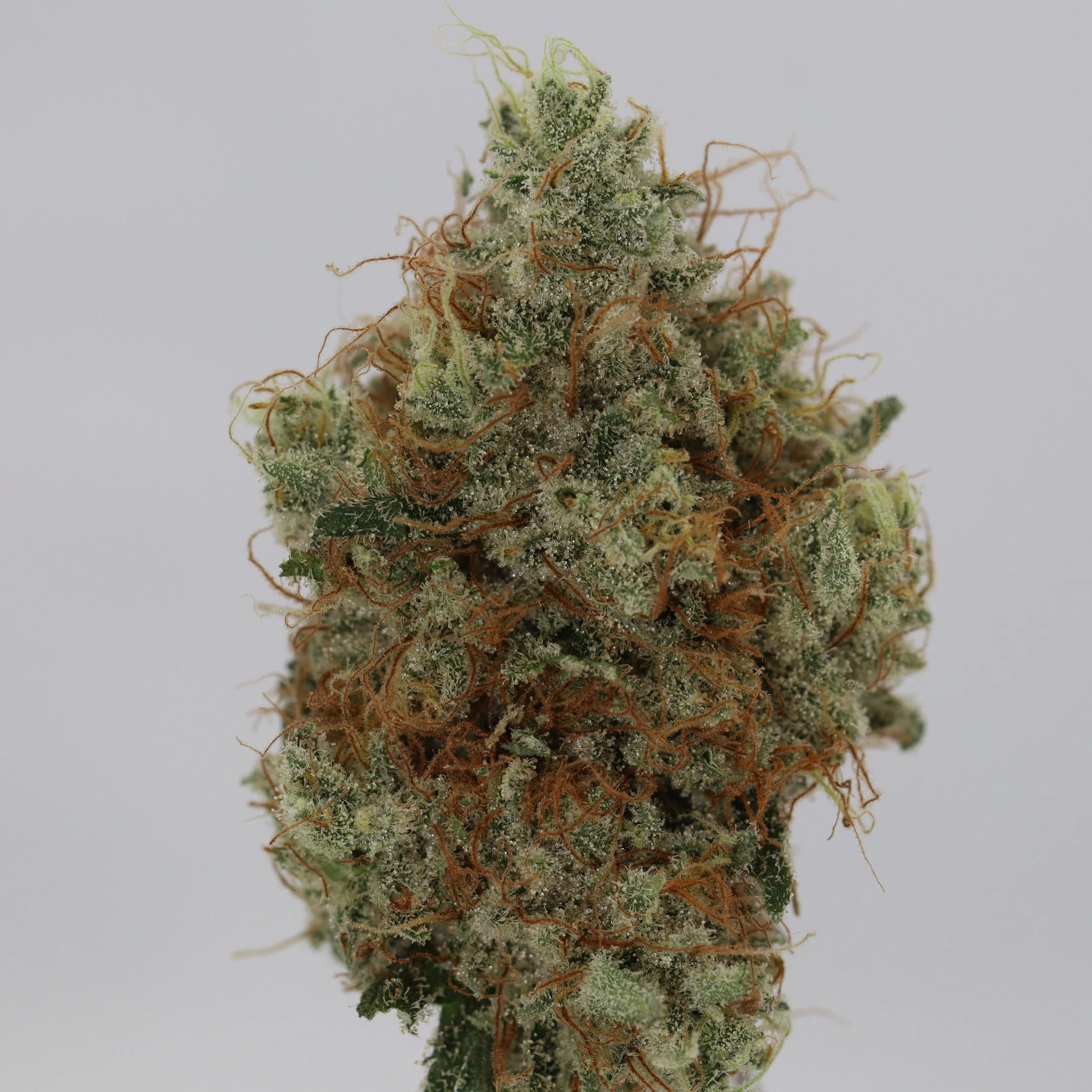   Faraway Farmstead  
  Candy Chem  
  (Chem91 x Candy Fumez)  
 $30 - 1/8
 
$60 - 1/4
 
$110 - 1/2
 
$200 - Full
 