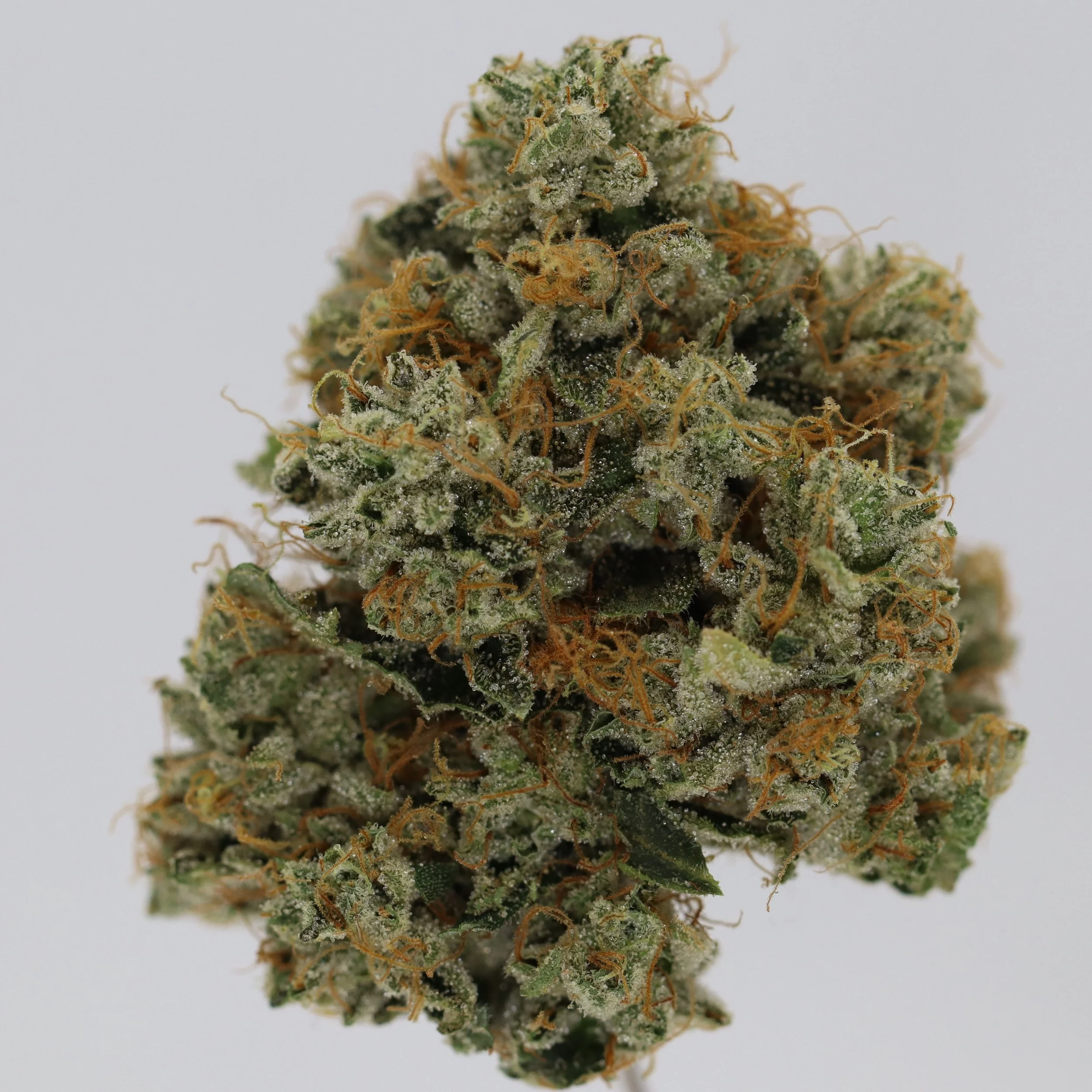   Firefly Organics  
  Kosher Kush  
  (OG Kush Pheno)  
 $30 - 1/8
 
$60 - 1/4
 
 $110 - 1/2   $100- 1/2 
 
 $210 - Full   $200 - Full 
 