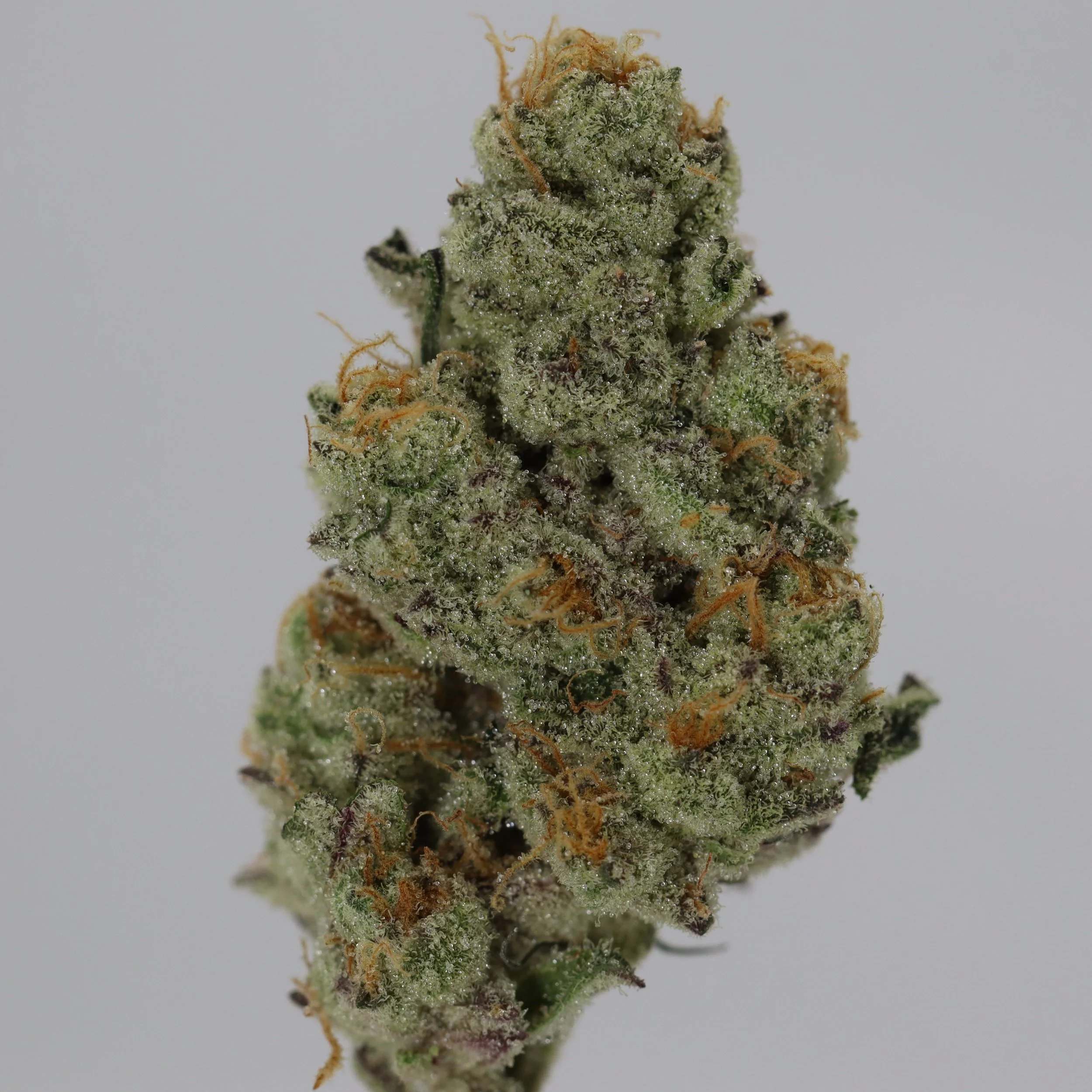   Monkey Jones  
  Jelly Donut  
  (PBB x Dulce de Fresa)   
 $30 - 1/8  (5g slice) 
 
 $60 - 1/4
 
$110 - 1/2
 
$210 - Full 
 