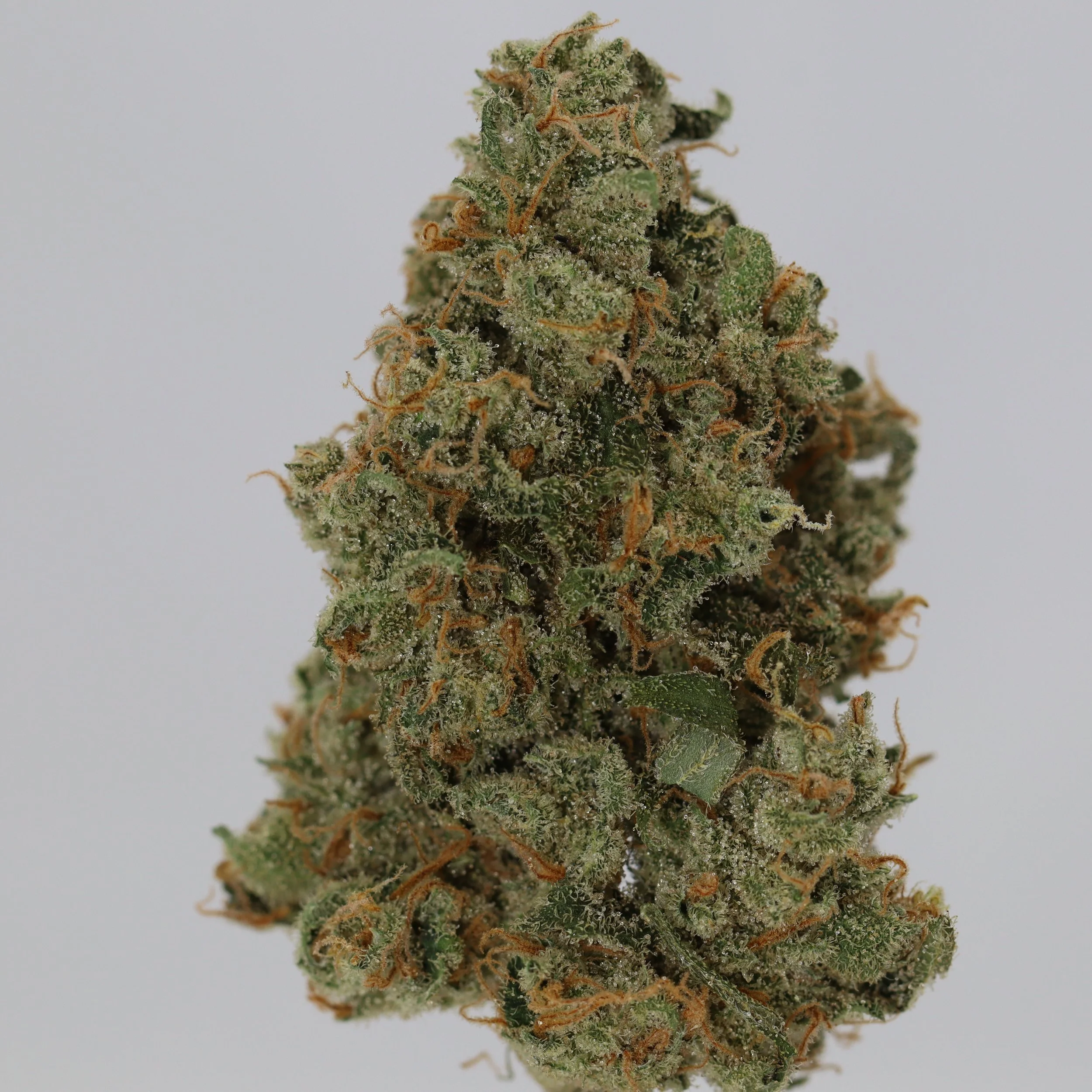   Independence Farm  Crazy Composer    
  Durban Poison X  
  (Durban Poison x Unknown)   
 $30 - 1/8
 
$60 - 1/4
 
 $110 - 1/2   $100- 1/2 
 
 $210 - Full   $200 - Full 
 