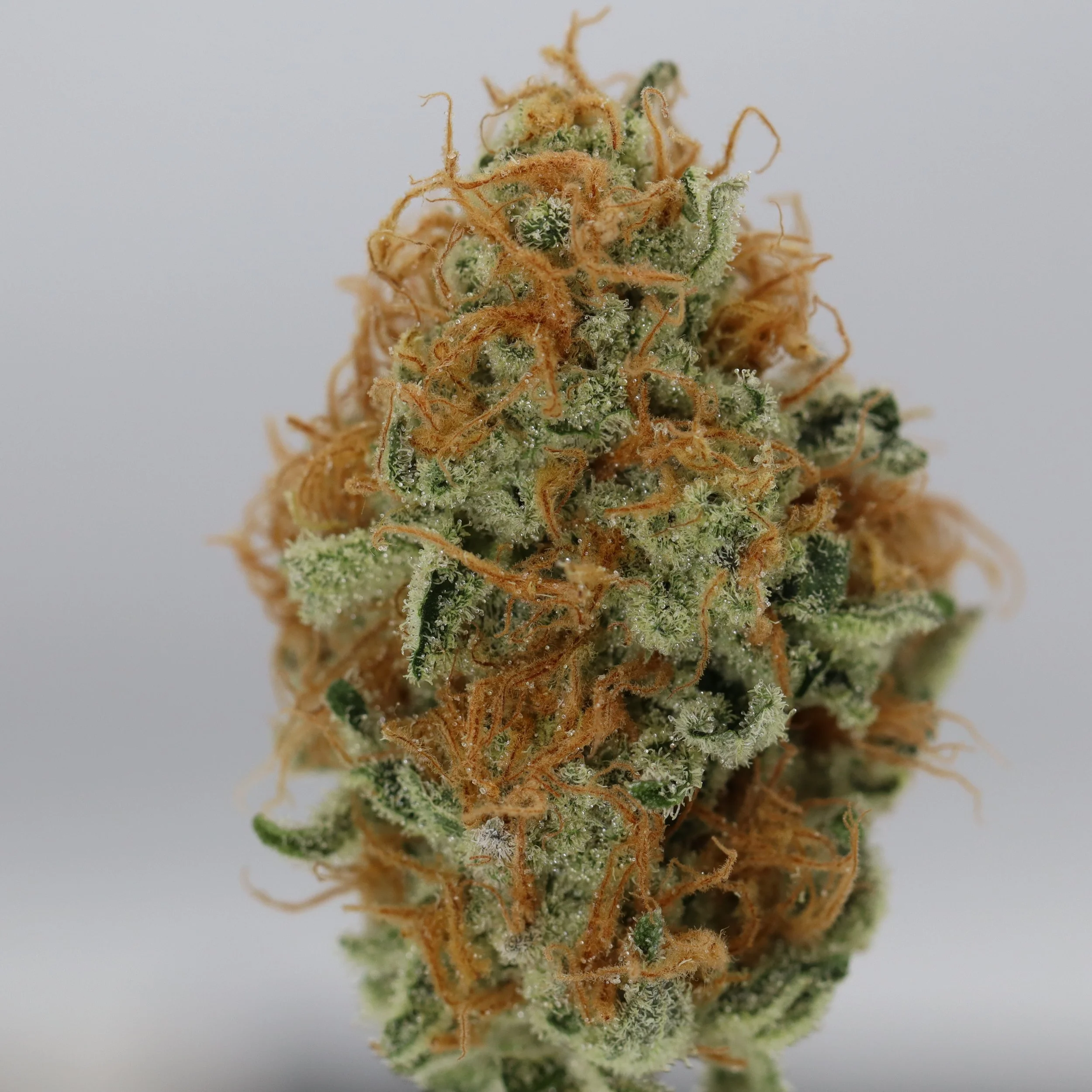   Pinehurst  
  Strawberry Milkshake  
  ((Gorilla Cookies x Purple Punch) x (Platinum x SFV OG))  
 $30 - 1/8
 
$60 - 1/4
 
$110 - 1/2
 
$200 - Full
 