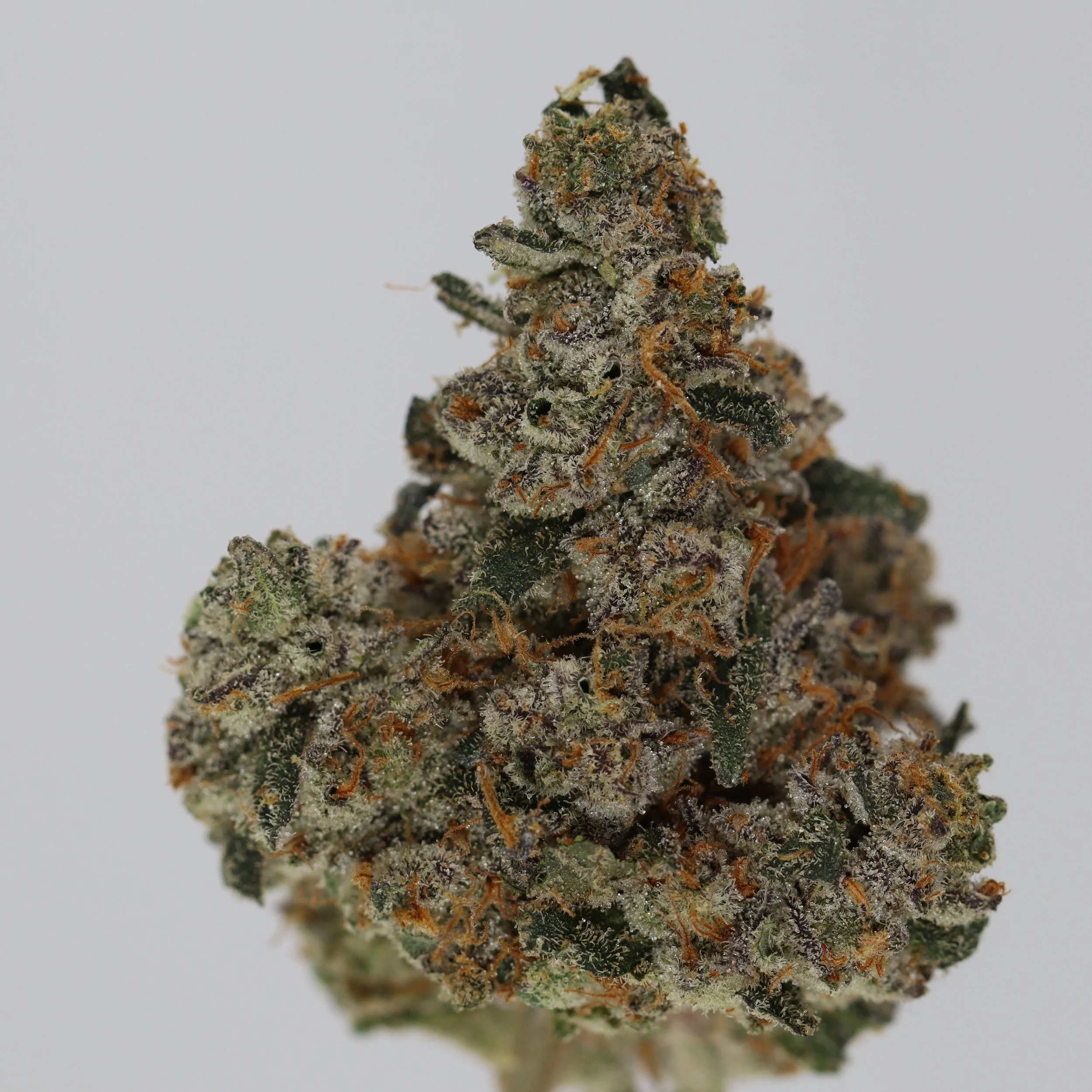   Dialed In Farms  
  Gas Basket  
  (Gary Payton x Bakers Dozen)  
 $30 - 1/8
 
$60 - 1/4
 
$110 - 1/2
 
$210 - Full
 