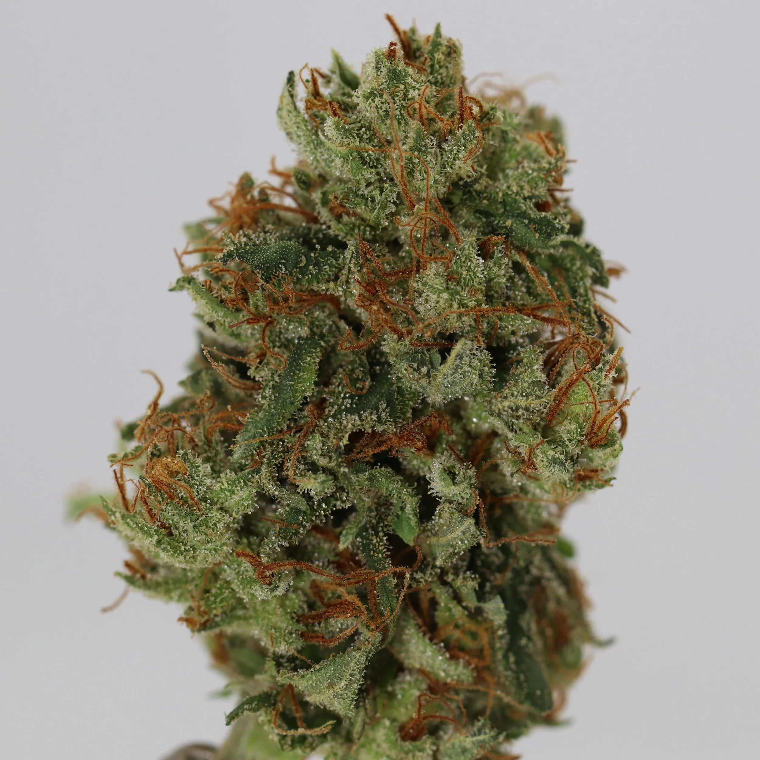   Lobster Fam Farm  
  El Cubano  
  (Cuban Black Haze x Wilson)   
 $30 - 1/8
 
$60 - 1/4
 
$110 - 1/2
 
$200 - Full
 
