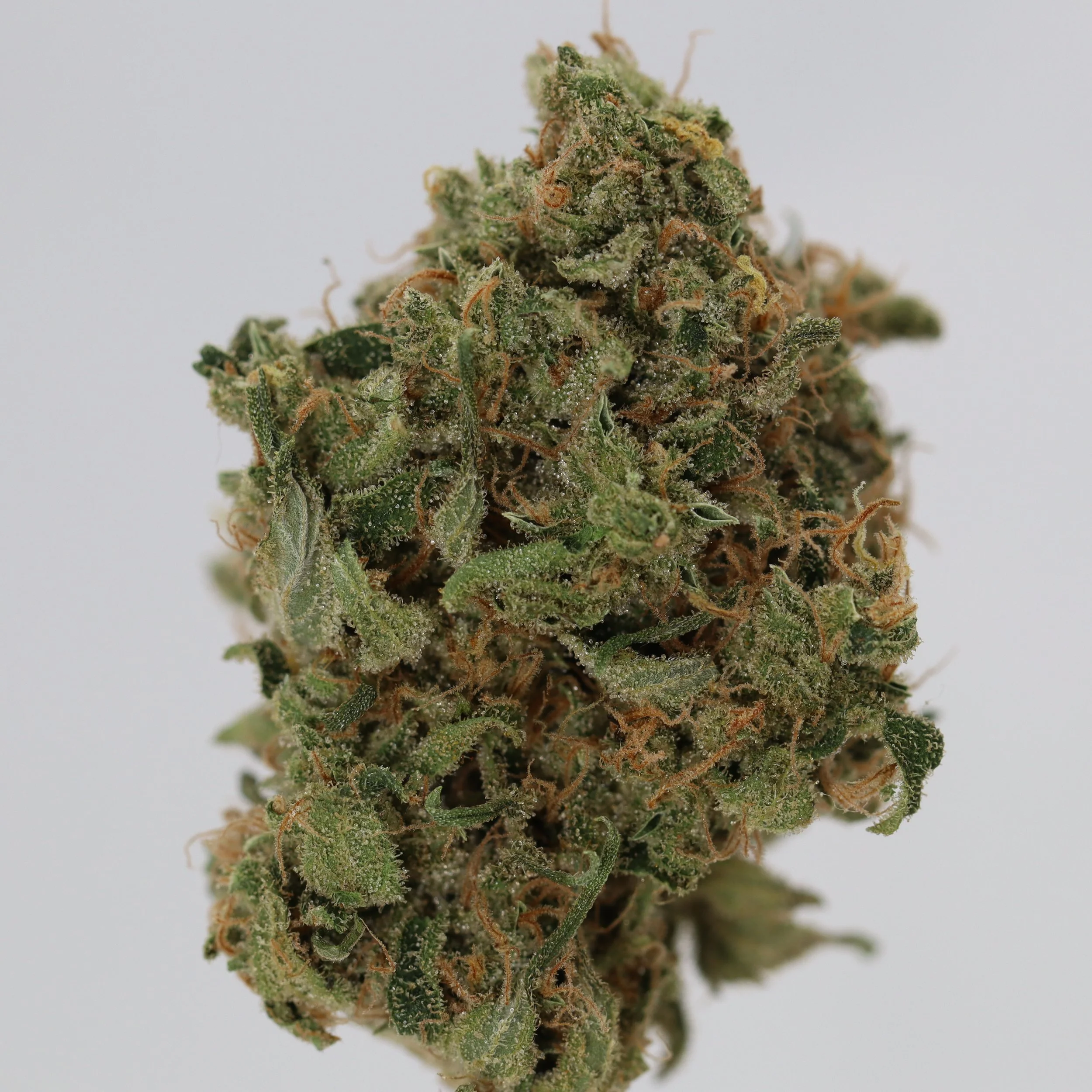  Independence Farm  Crazy Composer    
  Colorado Durban  
  (Durban Poison x Afghani)   [Mel Frank / Ed Rosenthal cut]  
 $30 - 1/8
 
$60 - 1/4
 
 $110 - 1/2   $100- 1/2 
 
 $210 - Full   $200 - Full 
 