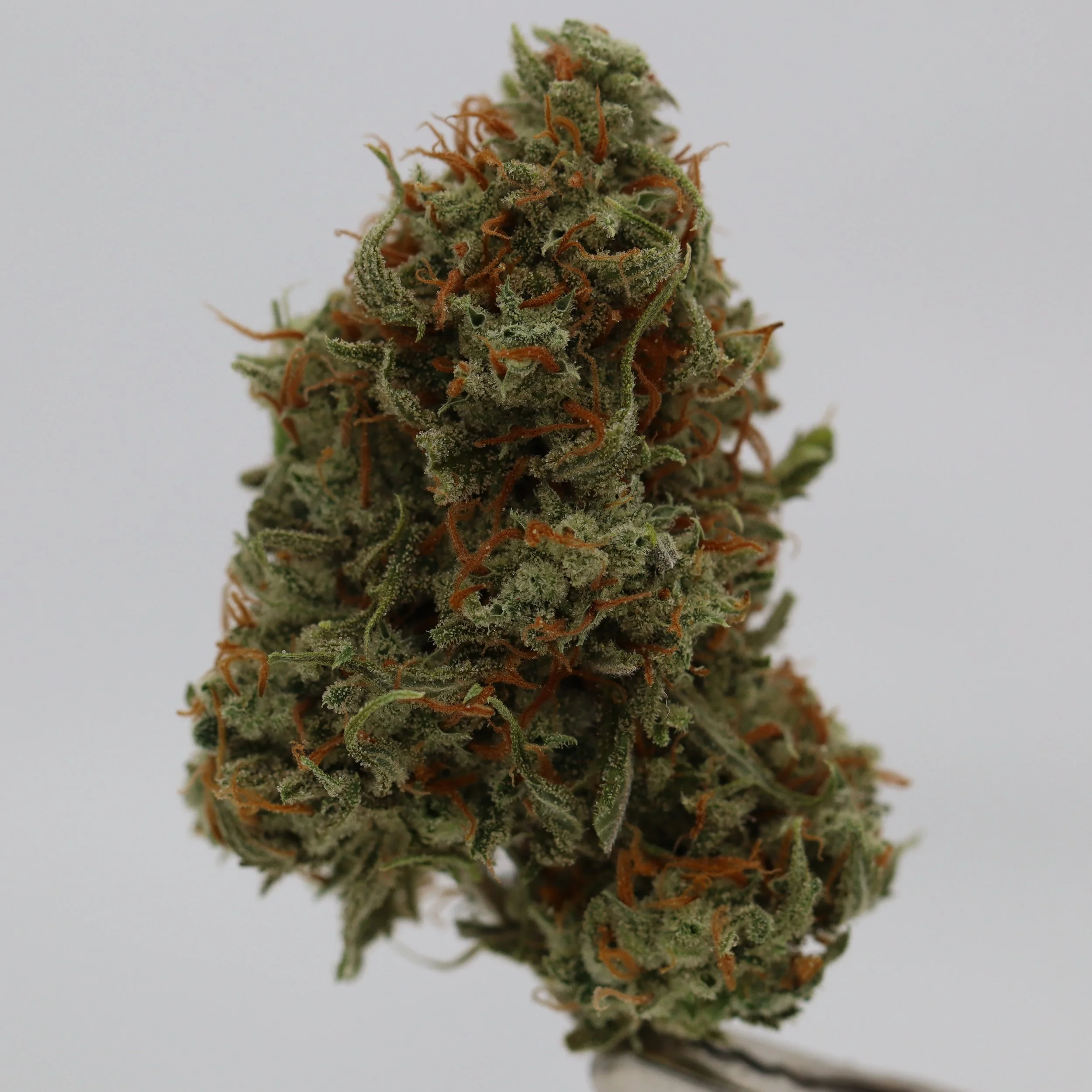   Weaving Genetics  
  Lemon Apollo  
  (Lemon G x Apollo Genius F13)  
 $30 - 1/8
 
$60 - 1/4
 
$110 - 1/2
 
$210 - Full
 