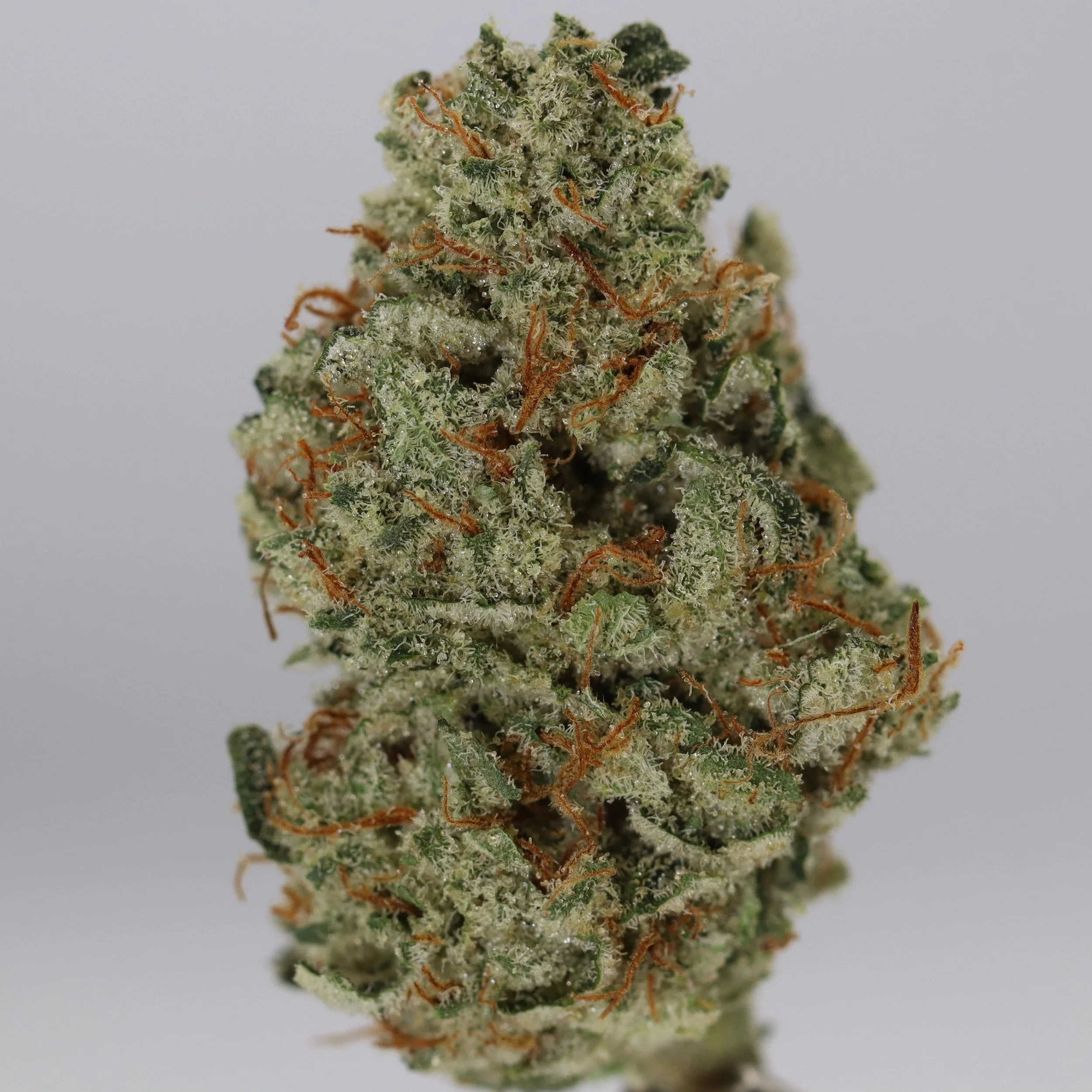   Funk House Farms  
  Sour Dubb x ZChem  

 $30 - 1/8
 
$60 - 1/4
 
$110 - 1/2
 
$200 - Full
 

