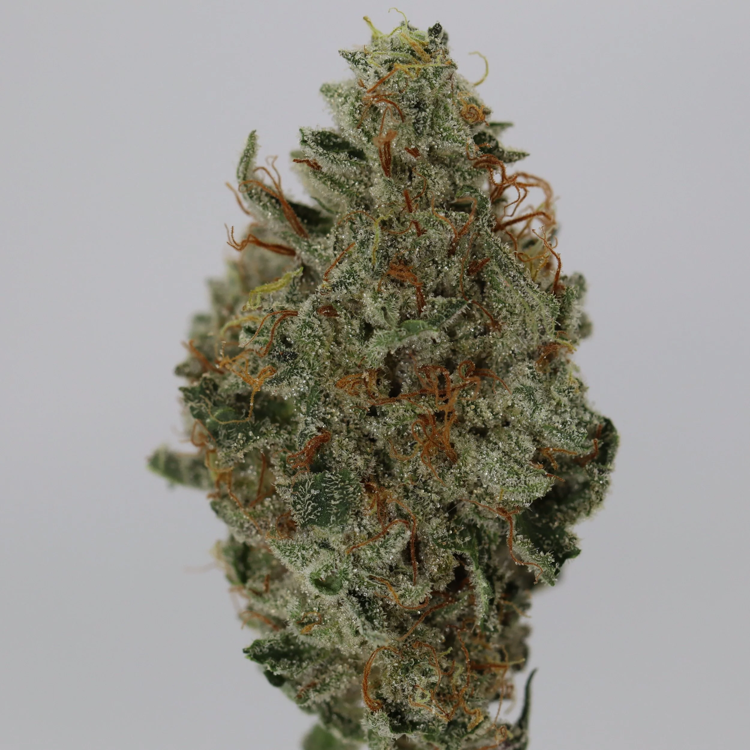   Faraway Farmstead  
  Baby Yoda  
  (Citrol x GG4)  
 $30 - 1/8
 
$60 - 1/4
 
$110 - 1/2
 
$200 - Full
 