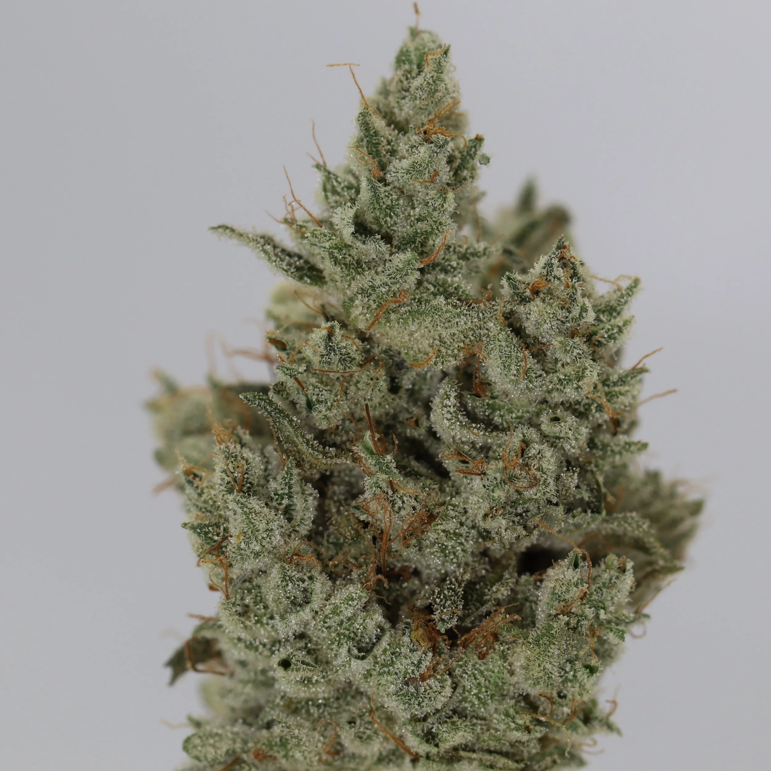   IPK  
  GG4  
  (Chem Sis x (Sour Dubb x Chocolate Diesel))   
 $30 - 1/8
 
$60 - 1/4
 
$110 - 1/2
 
$210 - Full 
