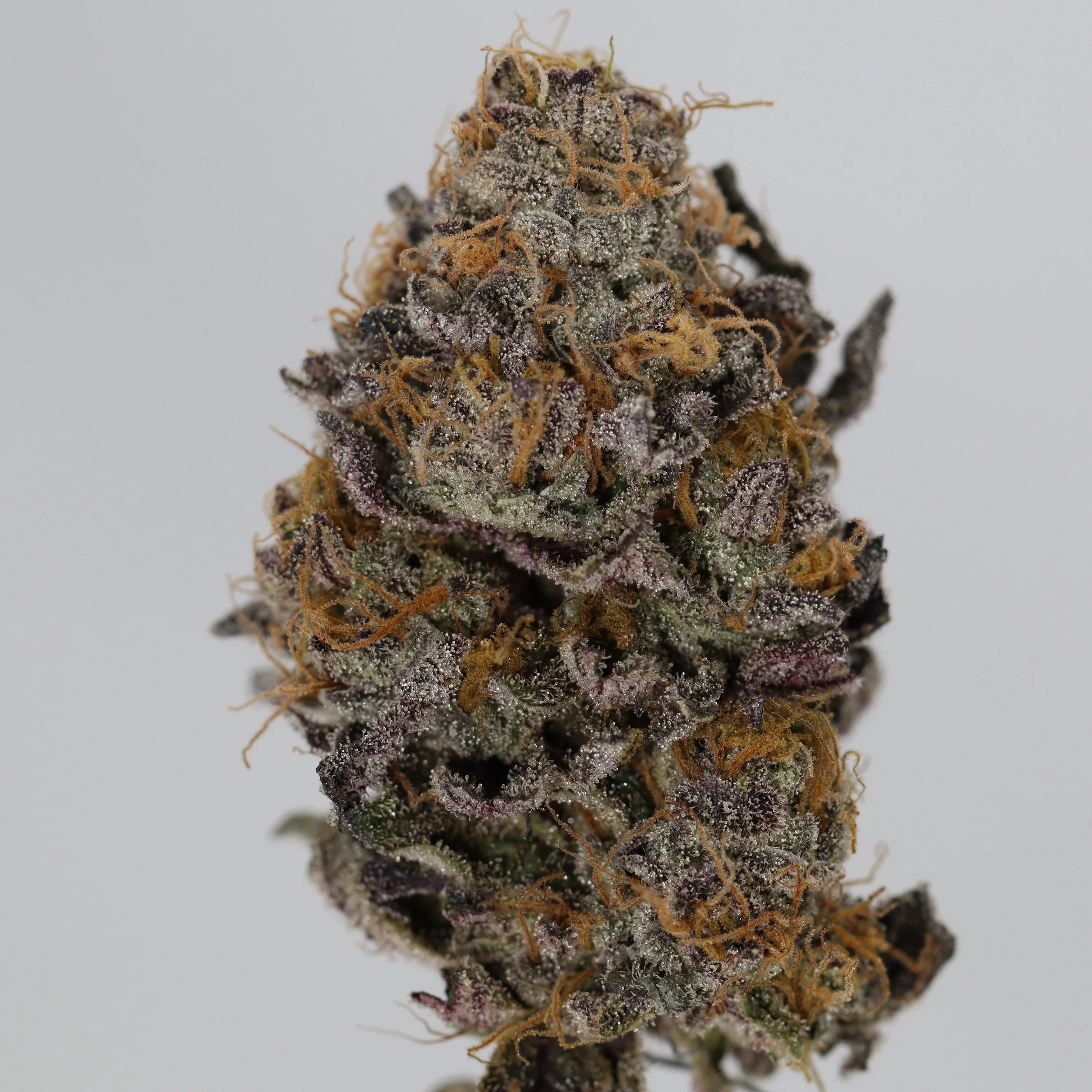   Your Maine Plug  Shivas Stash    
  Z Bx  
  (Z x (ADL x Z3))  
 $30 - 1/8
 
$60 - 1/4
 
$110 - 1/2
 
$210 - Full
 
