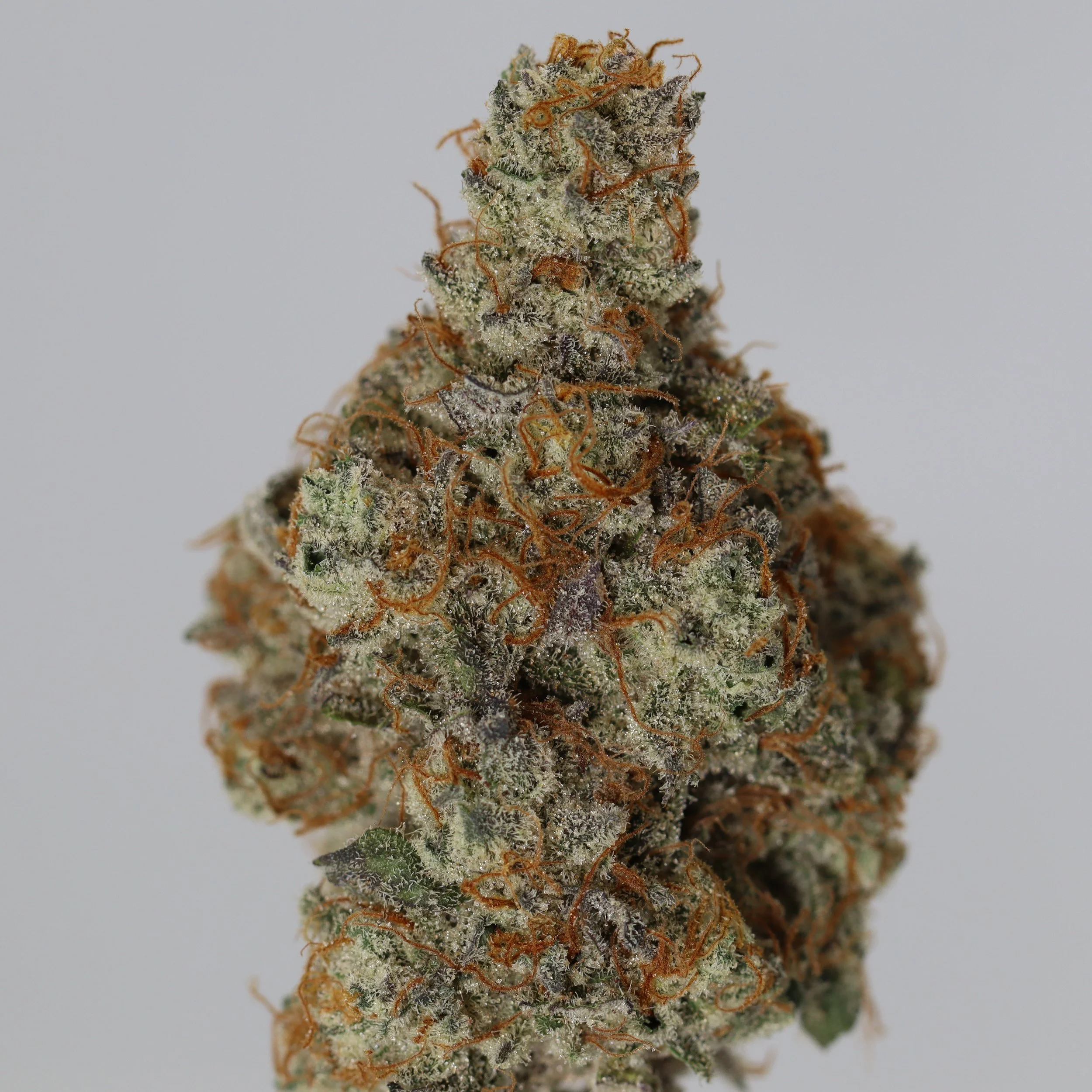   Dialed In Farms  
  Jump Man  
  (Kimbo Kush x Blueberry Bang Bang)  
 $30 - 1/8
 
$60 - 1/4
 
$110 - 1/2
 
$210 - Full
 
