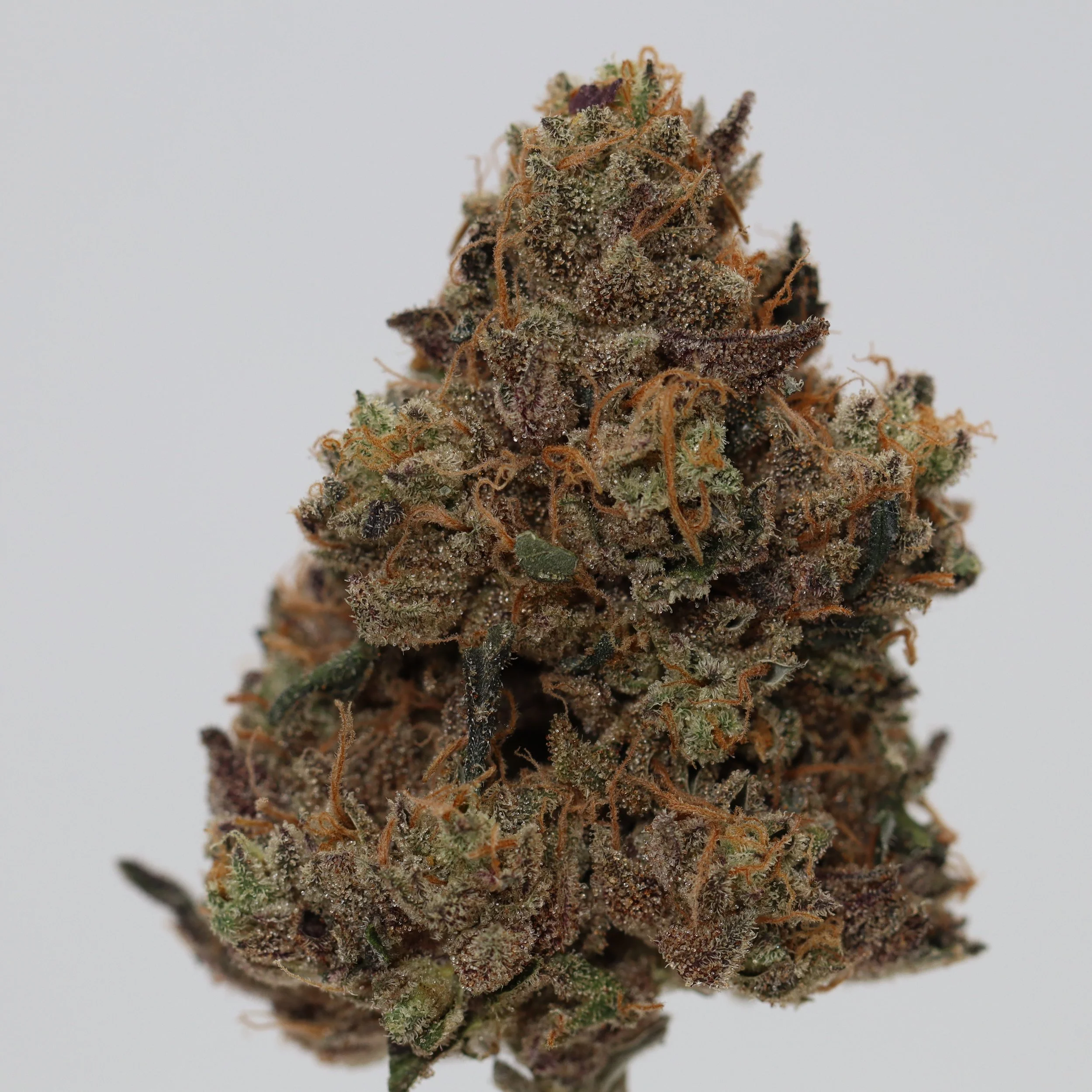   Your Maine Plug  Shivas Stash    
  Aparigraha  
  ((Grateful Breath x Colorado Bubba) x (Forum Cut GSC x Mendodawg)) x (Poison Mimosa x East Coast Sour Diesel))   
 $30 - 1/8
 
$60 - 1/4
 
 $110 - 1/2   $100- 1/2 
 
 $210 - Full   $200 - Full 
 