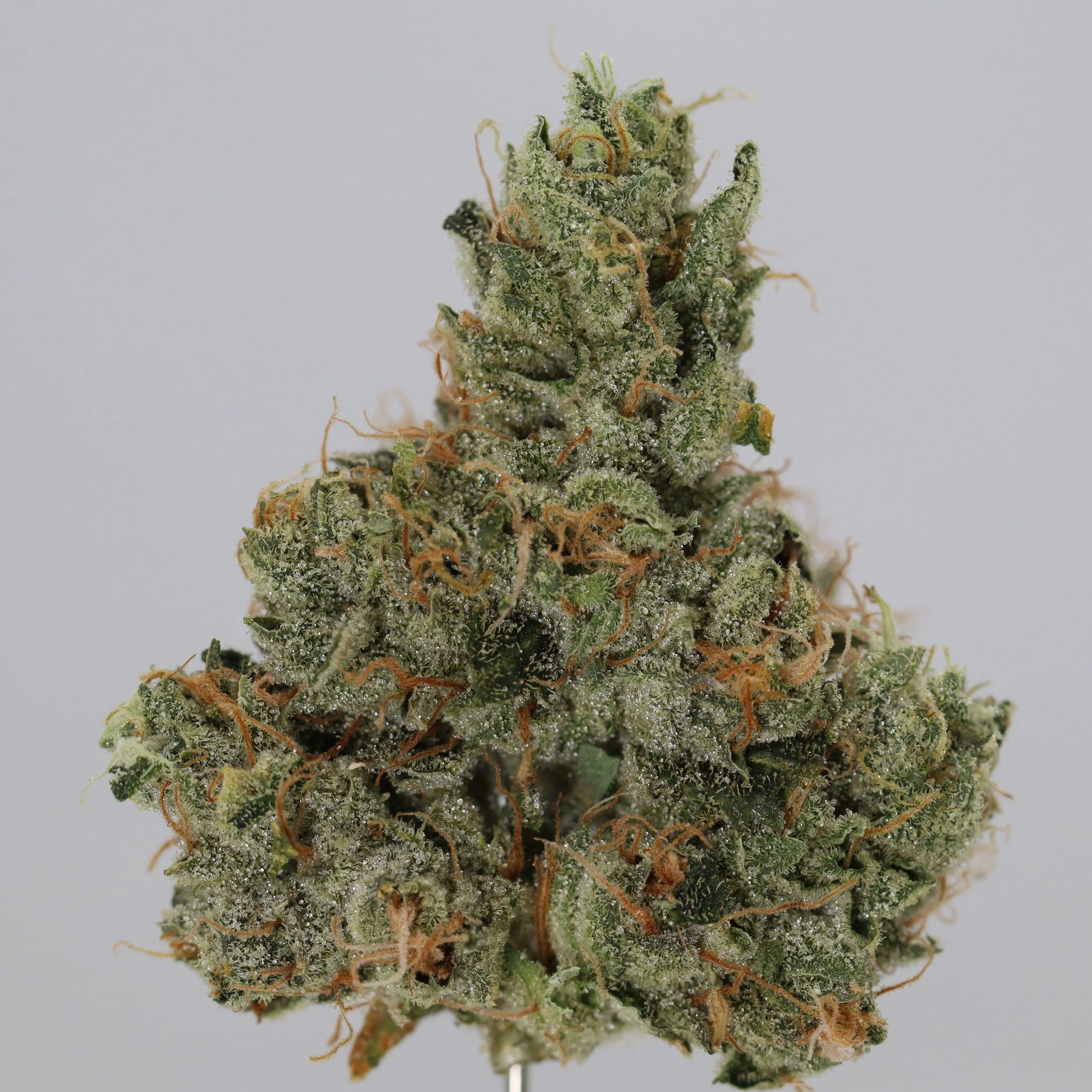   Blackwood Cultivation  
  Kosher D  
  (Kosher Kush x (Kosher Kush x 4DD))  
 $30 - 1/8
 
$60 - 1/4
 
$110 - 1/2
 
 $210 - Full 
 

