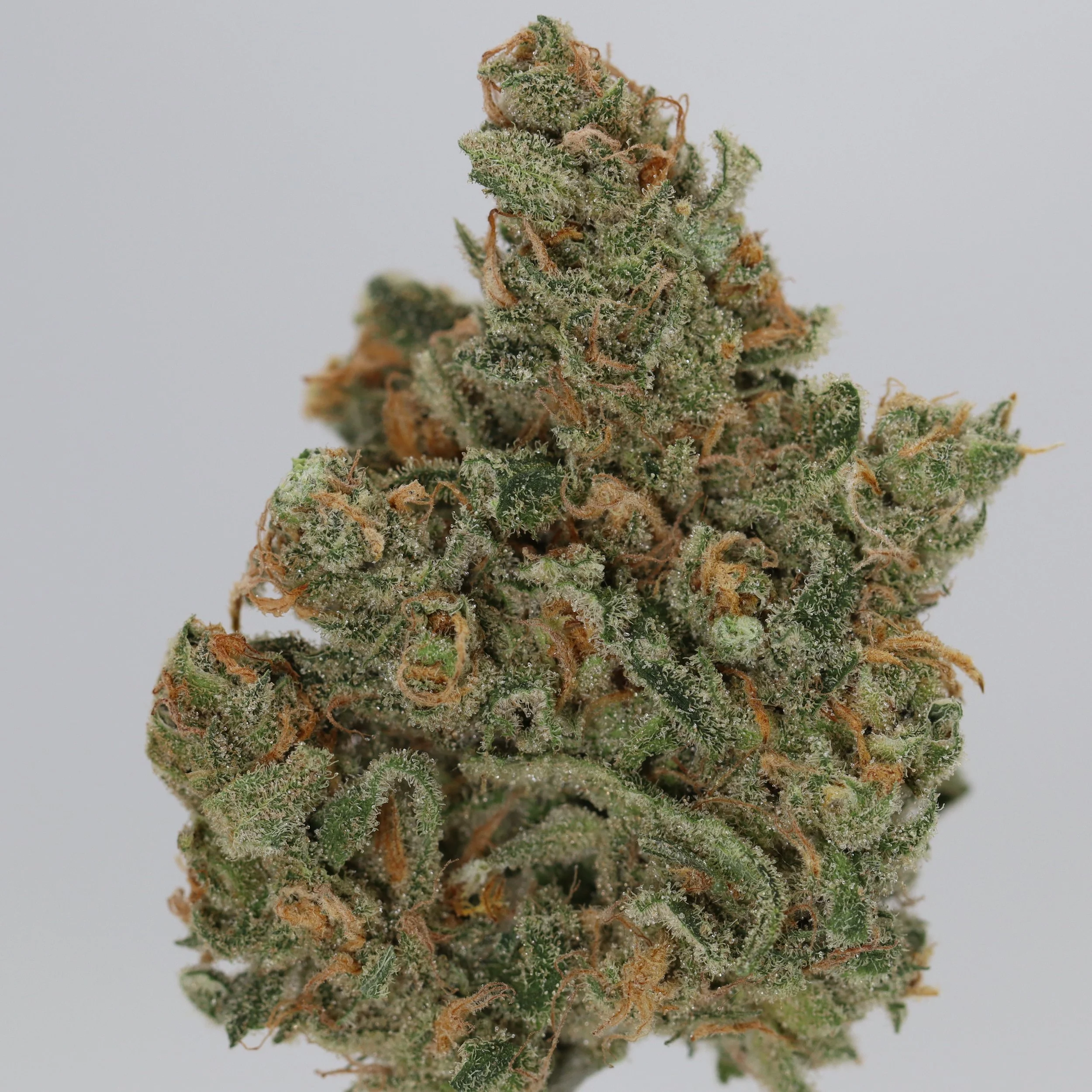   Independence Farm  Crazy Composer    
  Santa Cruz Blue Dream  
  (DJ Short's Blueberry x Santa Cruz Haze)  
 $30 - 1/8
 
$60 - 1/4
 
$110 - 1/2
 
$210 - Full
 
