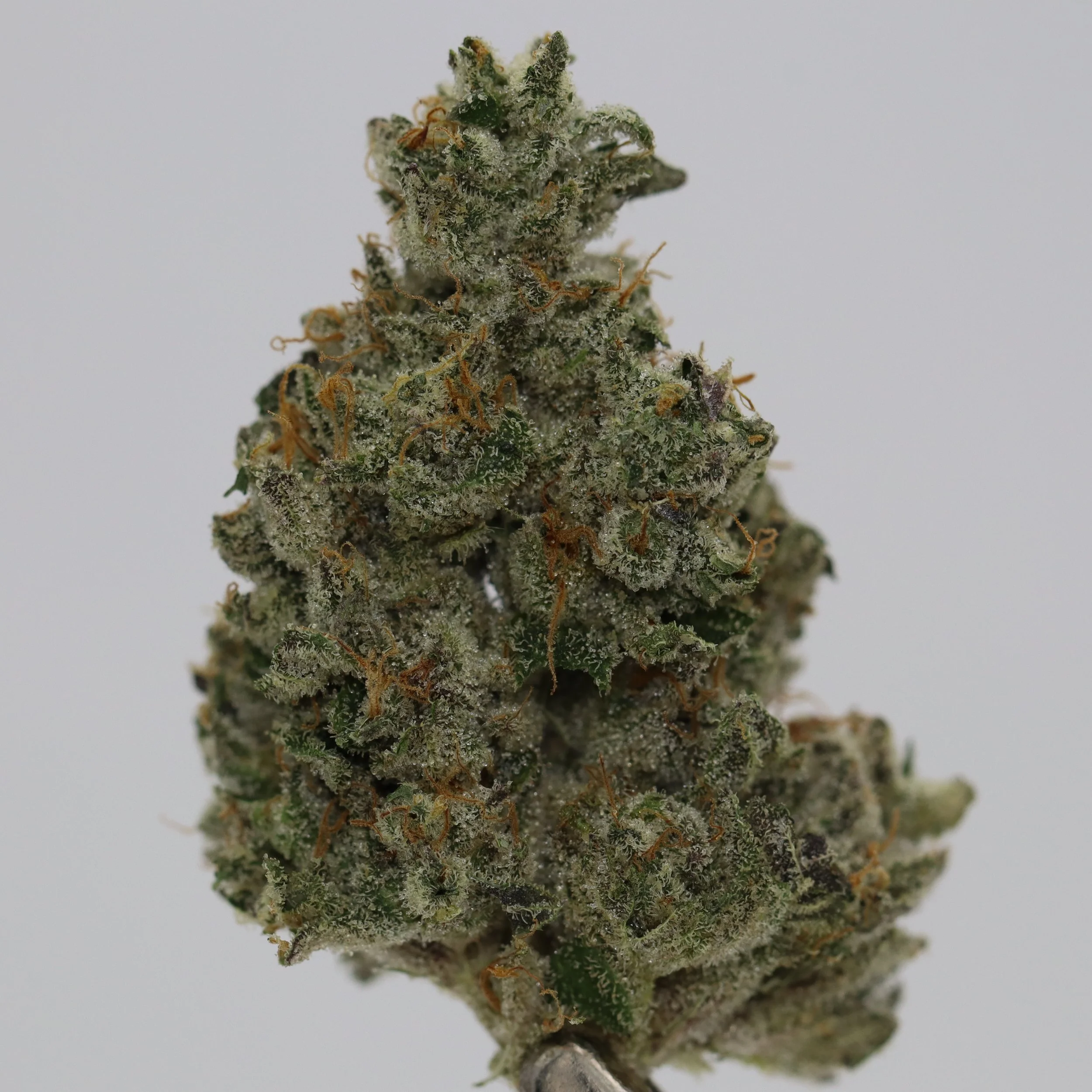   Monkey Jones  
  Dirty Taxi x G-Uno  
  ((GMO x Chem I95) x Gelato #1)   
 $30 - 1/8
 
$60 - 1/4
 
$110 - 1/2
 
$210 - Full
 