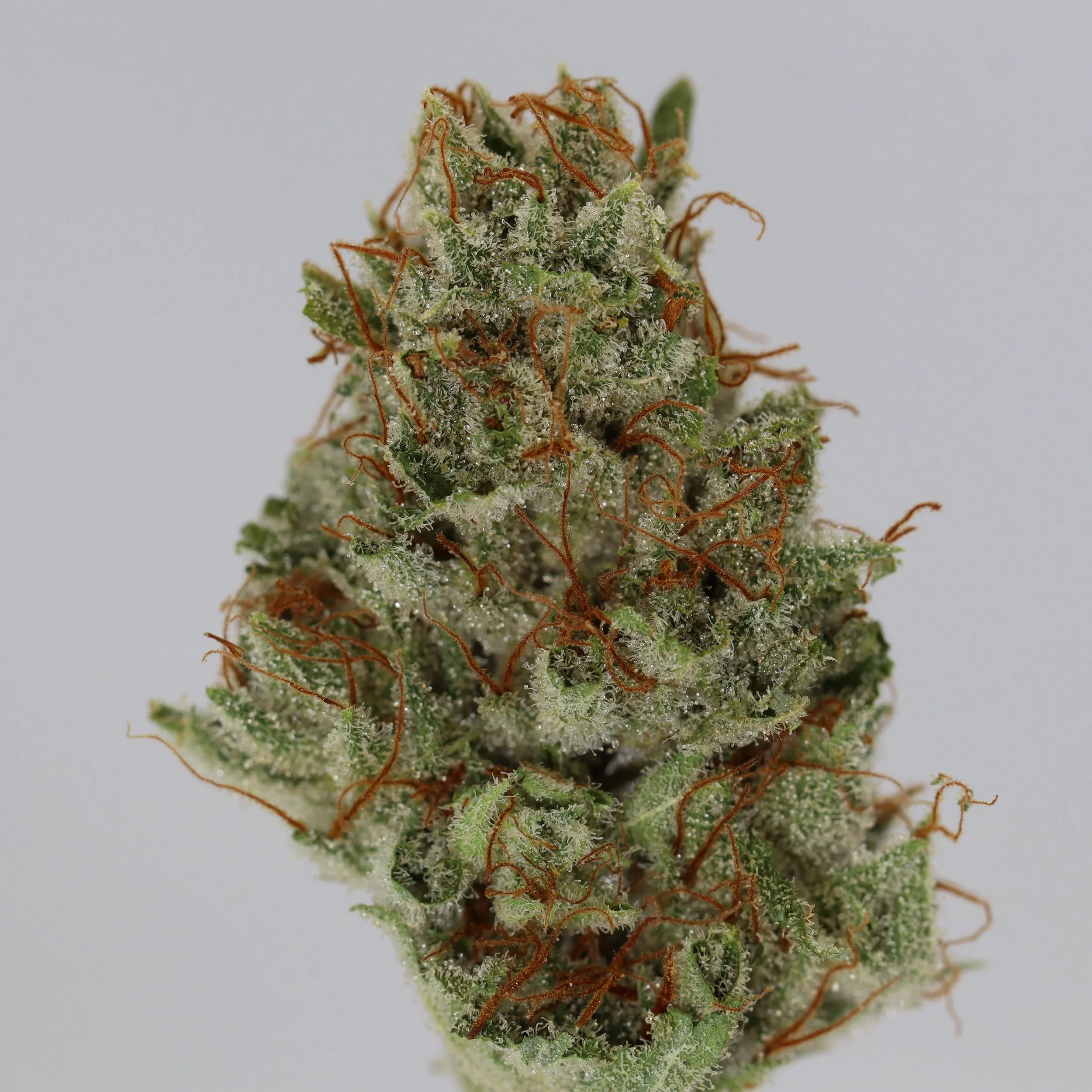   Lobster Fam Farm  
  Durban Piff  
  (PC3 x Colorado Durban)   
 $30 - 1/8
 
$60 - 1/4
 
 $110 - 1/2   $100- 1/2 
 
 $200 - Full   $180 - Full 
 
