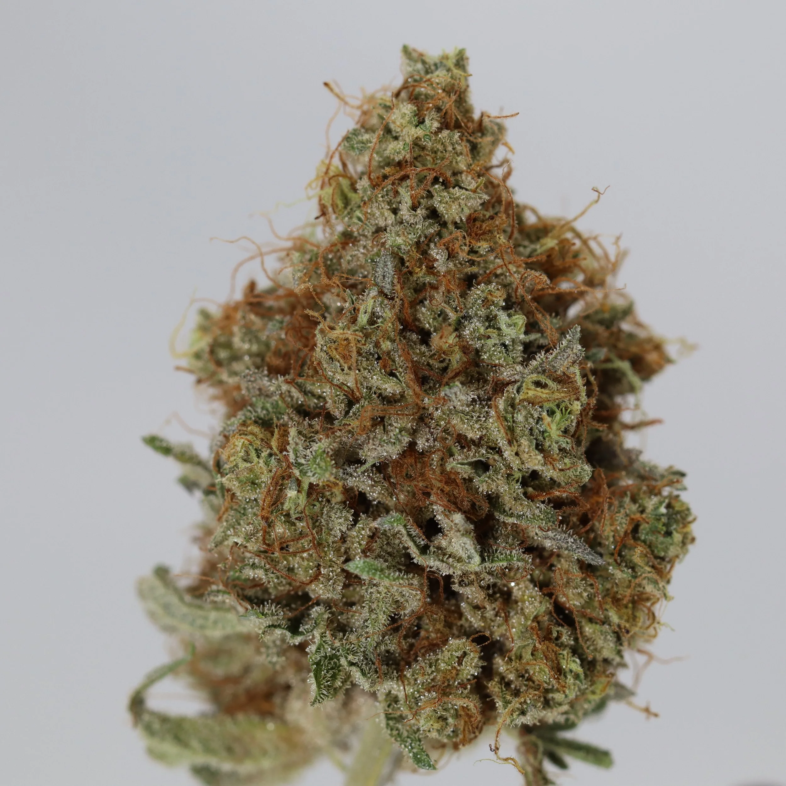  Pinehurst  
  Grape Lime Pop  
  (Grape Ape x '87 Lime Pop)  
 $30 - 1/8
 
$60 - 1/4
 
 $110 - 1/2   $100- 1/2 
 
 $200 - Full   $180 - Full 
 
