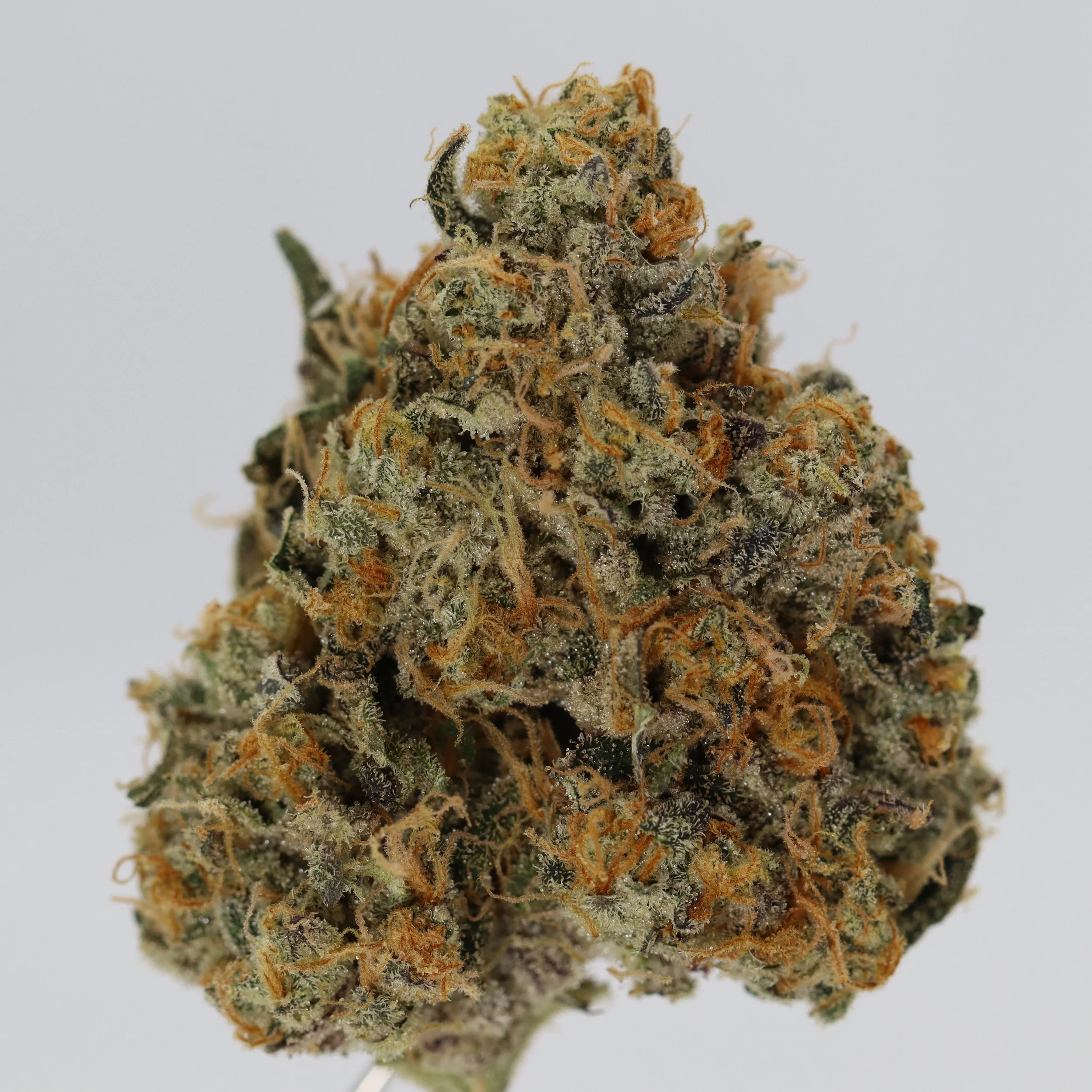   Funk House Farm  
  Maui Skunk Star  
  (Deathstar x Maui Skunk Dog)  
 $30 - 1/8
 
$60 - 1/4
 
$110 - 1/2
 
$200 - Full
 
