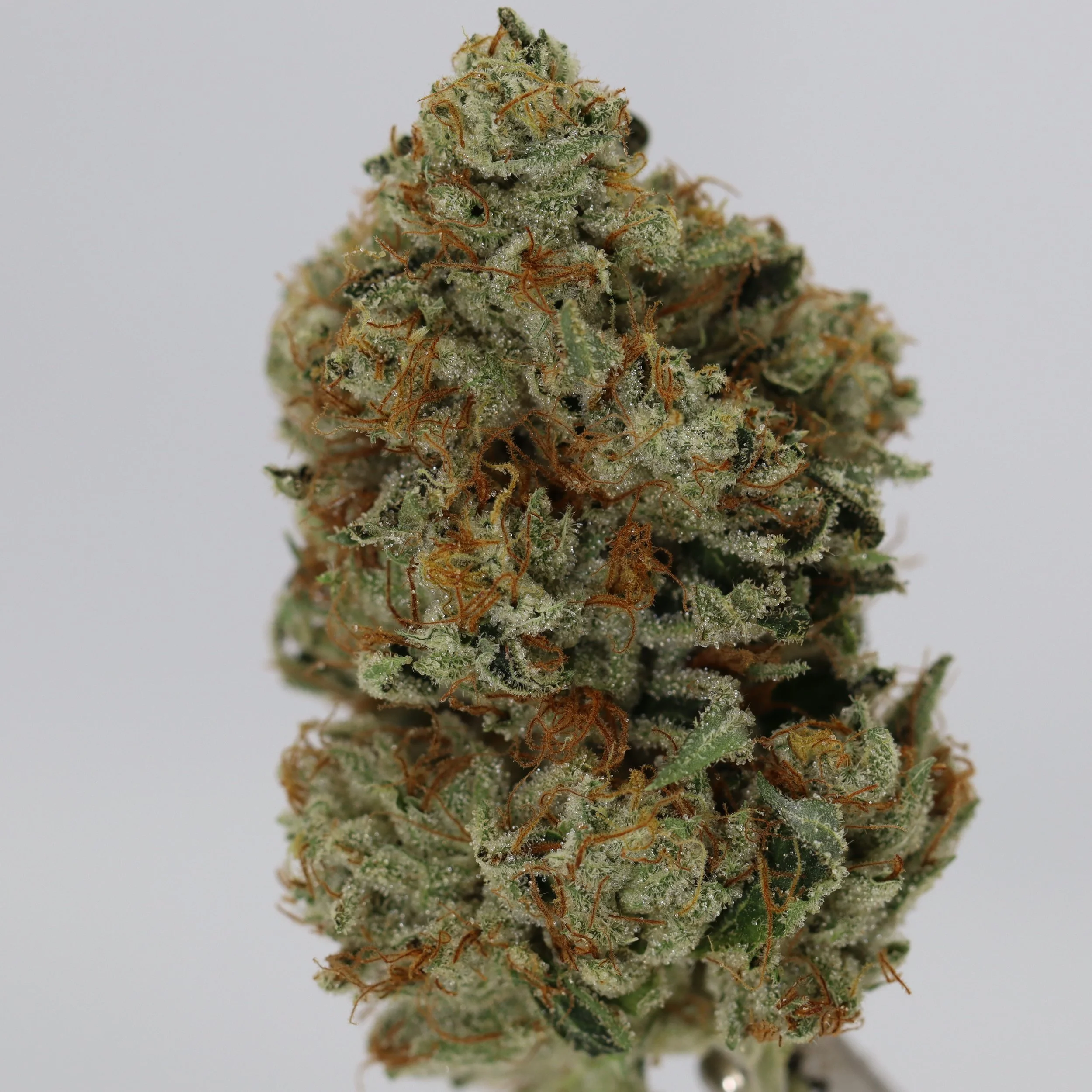   Firefly Organics  
  Motorbreath 15 "MB15"  
  (SFV OG x Chemdog D)  
 $30 - 1/8
 
$60 - 1/4
 
$110 - 1/2
 
$210 - Full
 